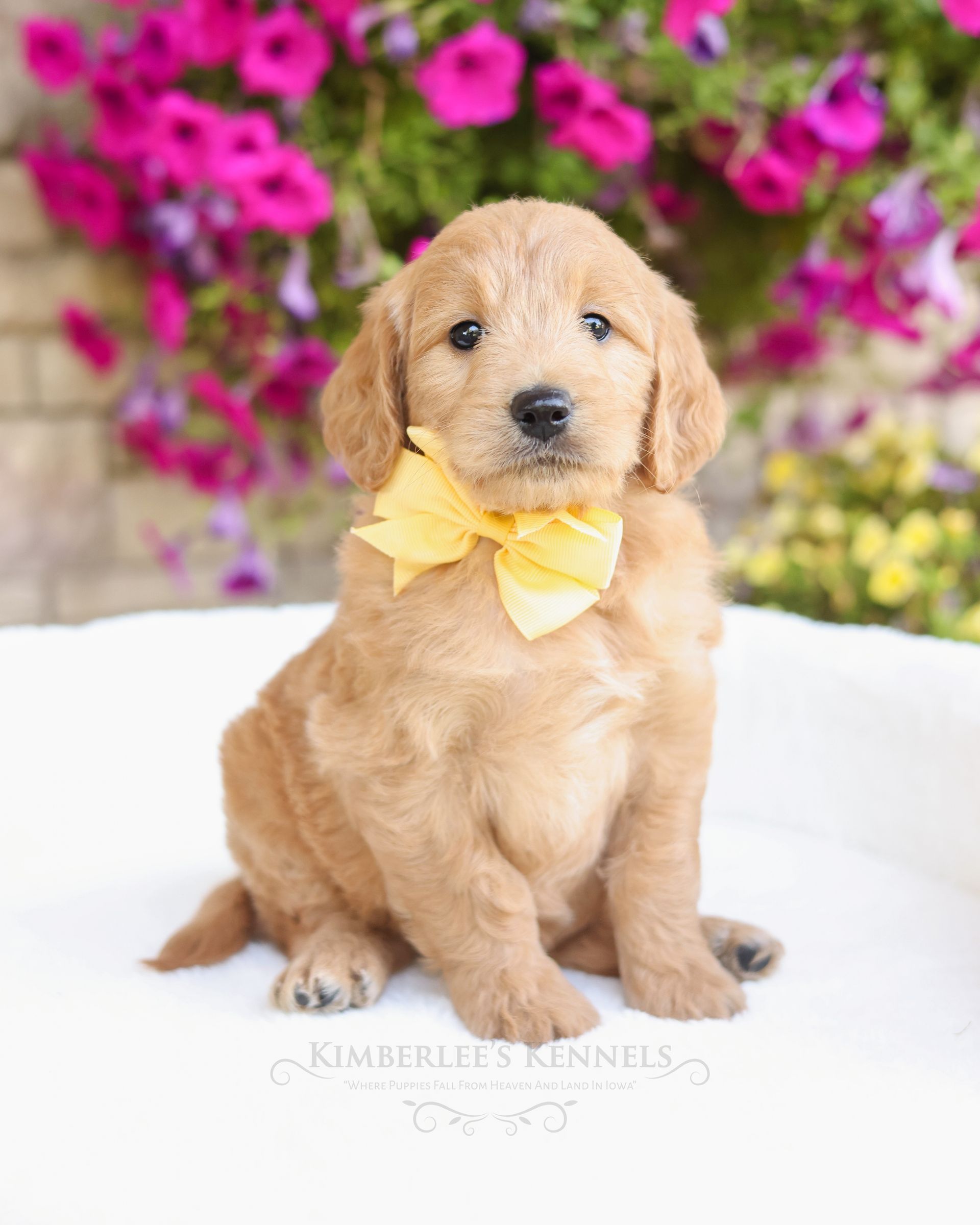 Cream colored englishdoodle puppy with floral background