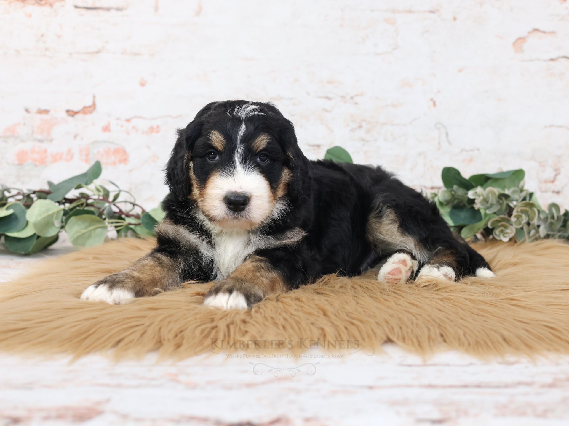 three week old standard bernedoodle puppy laying on a brown fluffy blanket