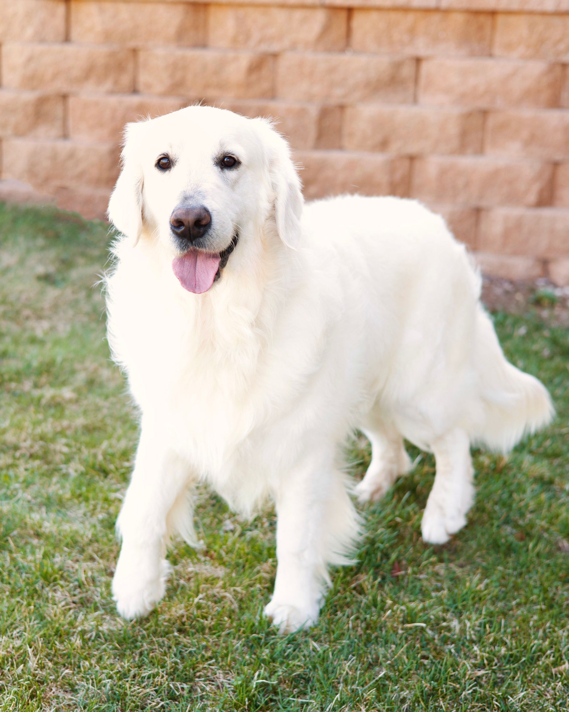 White English Cream Retriever standing in front of a brick wall