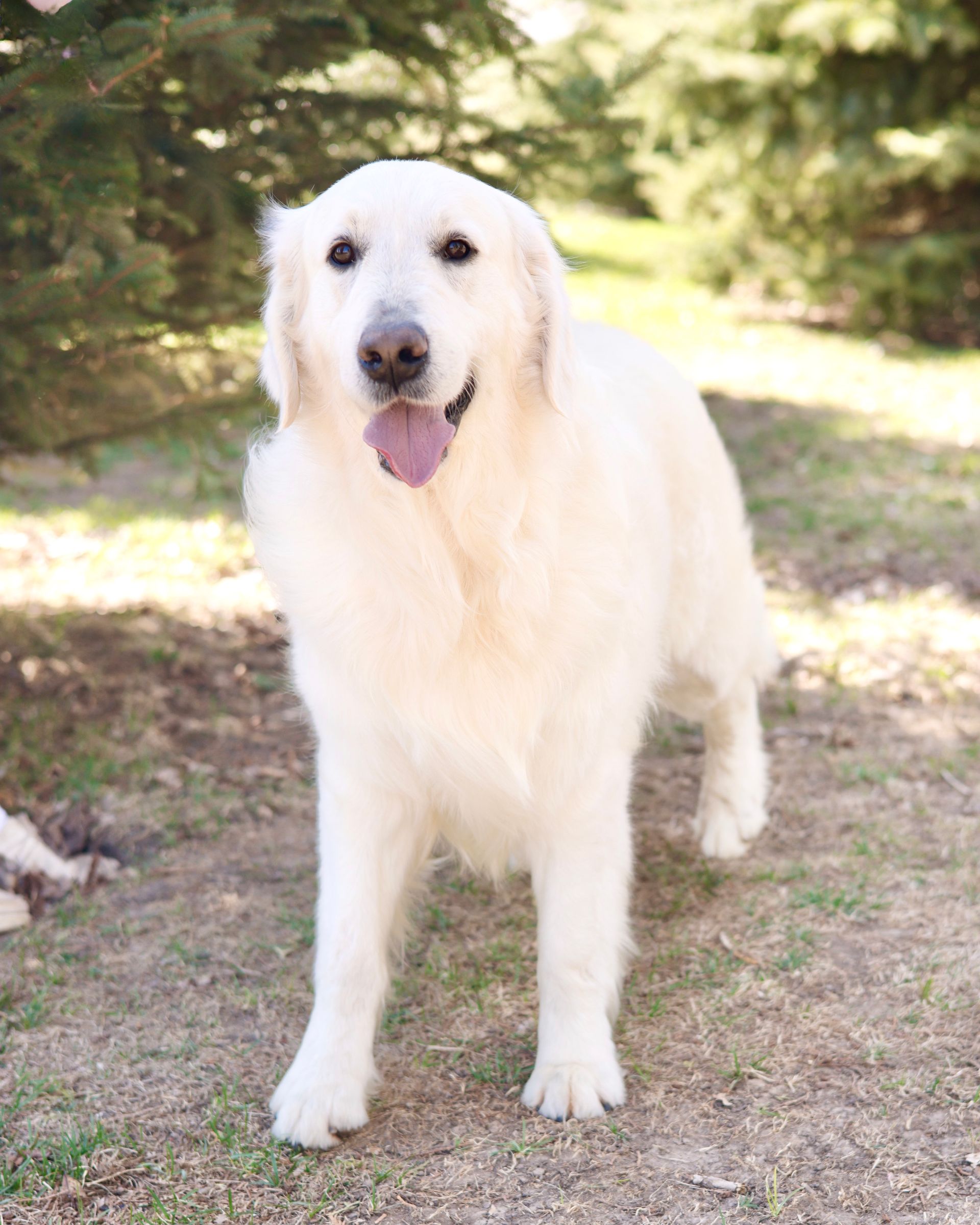 Adult english cream retriever standing in the trees