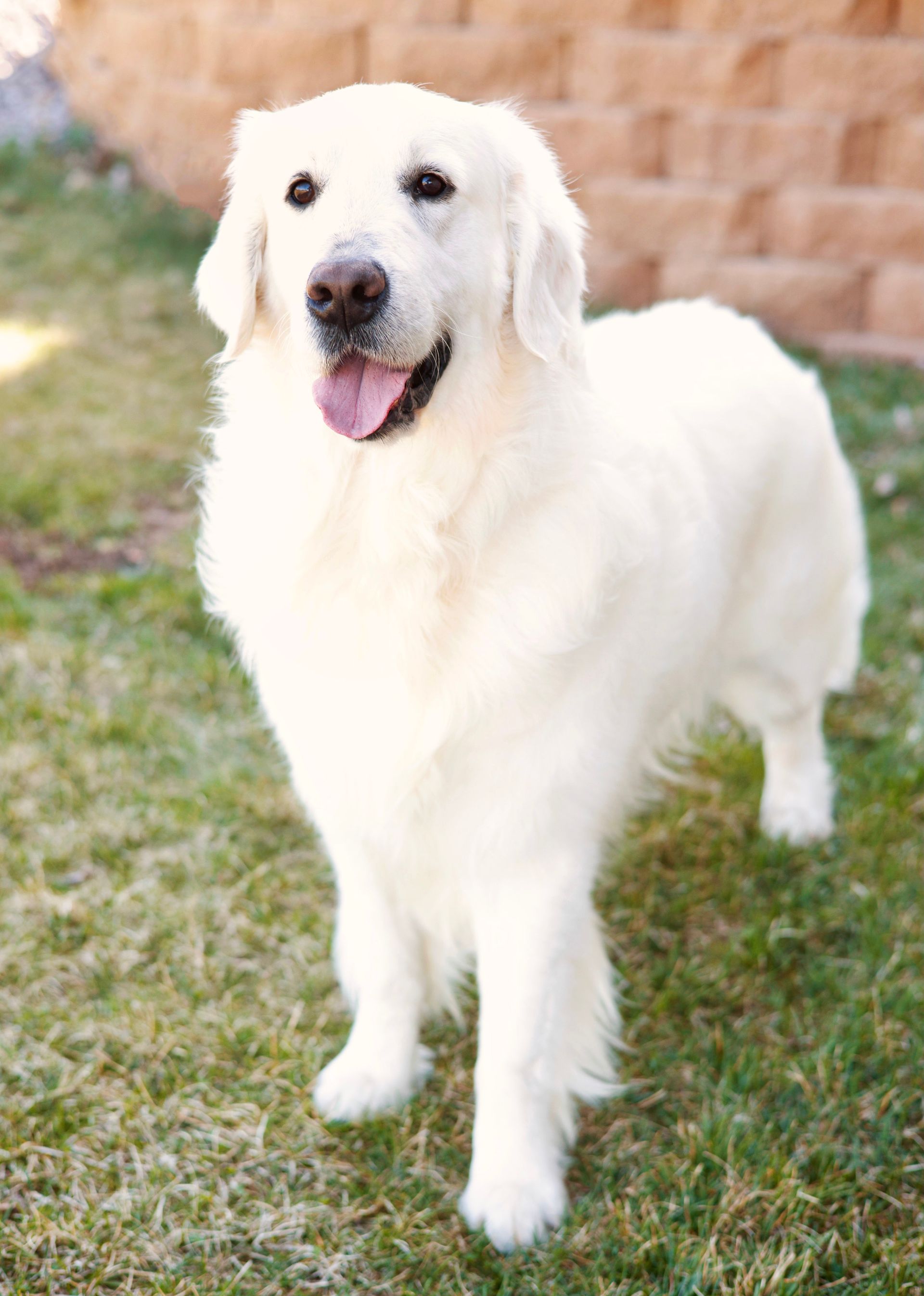 Male English Cream Retriever standing outside