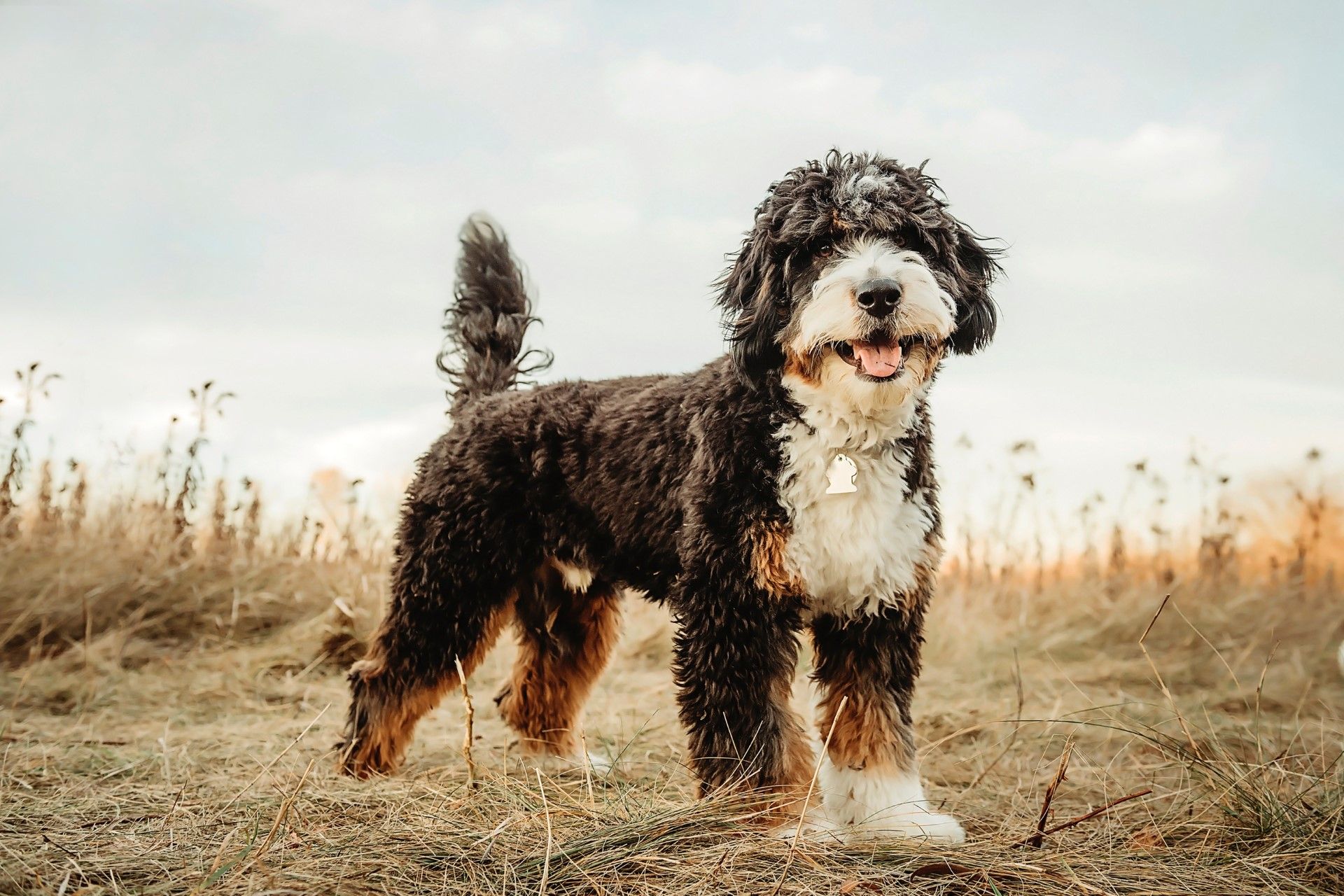Fully matured miniature F1 tricolor bernedoodle playing in a field