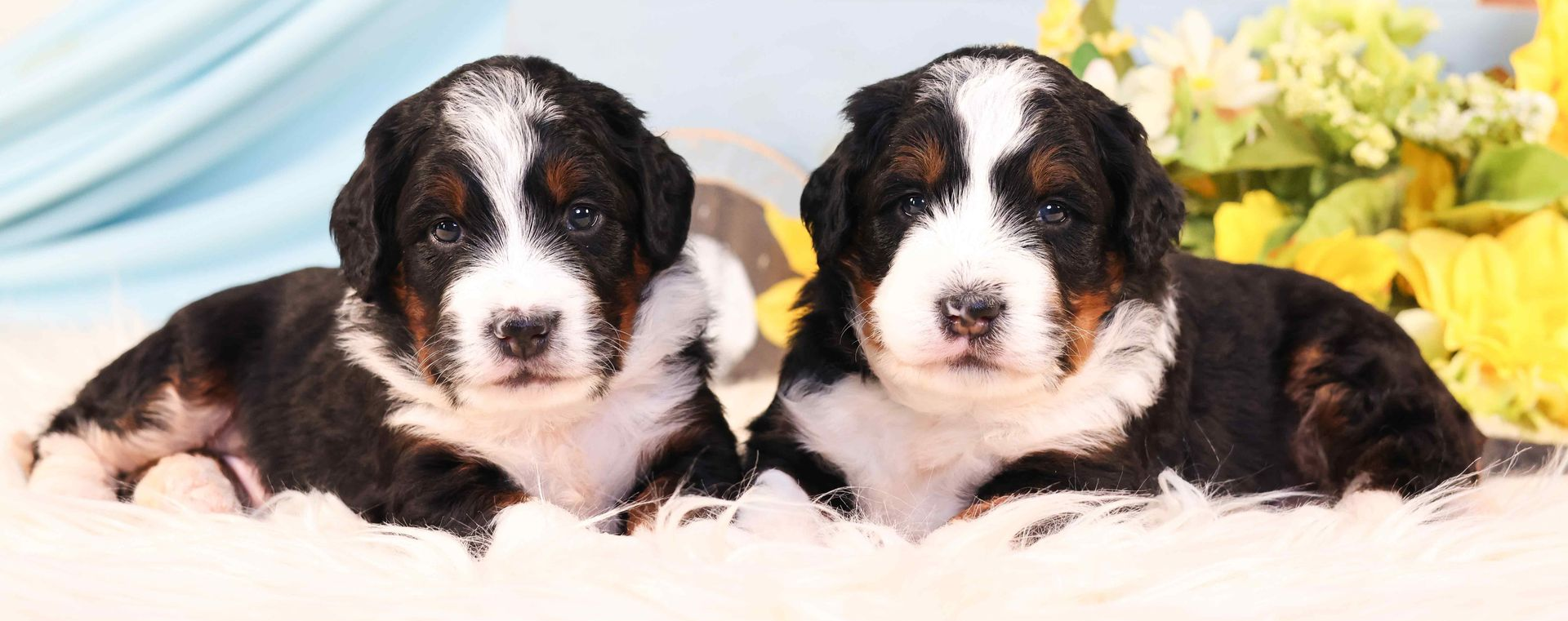 Two five week old standard bernedoodle puppies laying on a white fluffy blanket