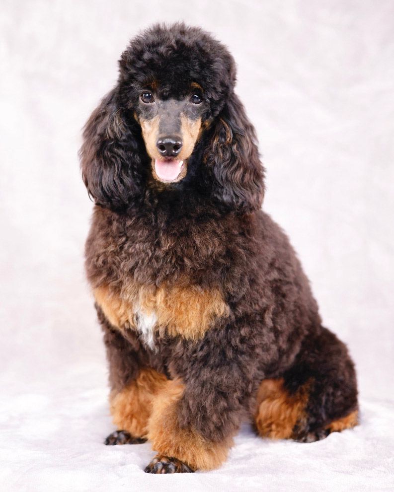 miniature AKC phantom poodle