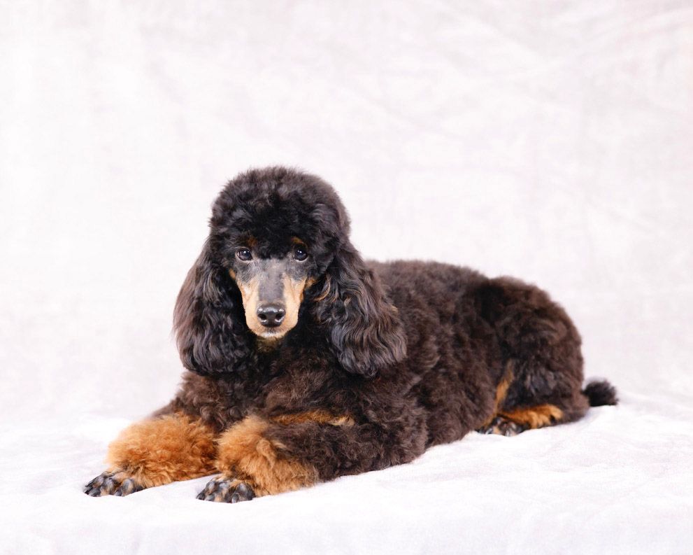miniature AKC phantom poodle