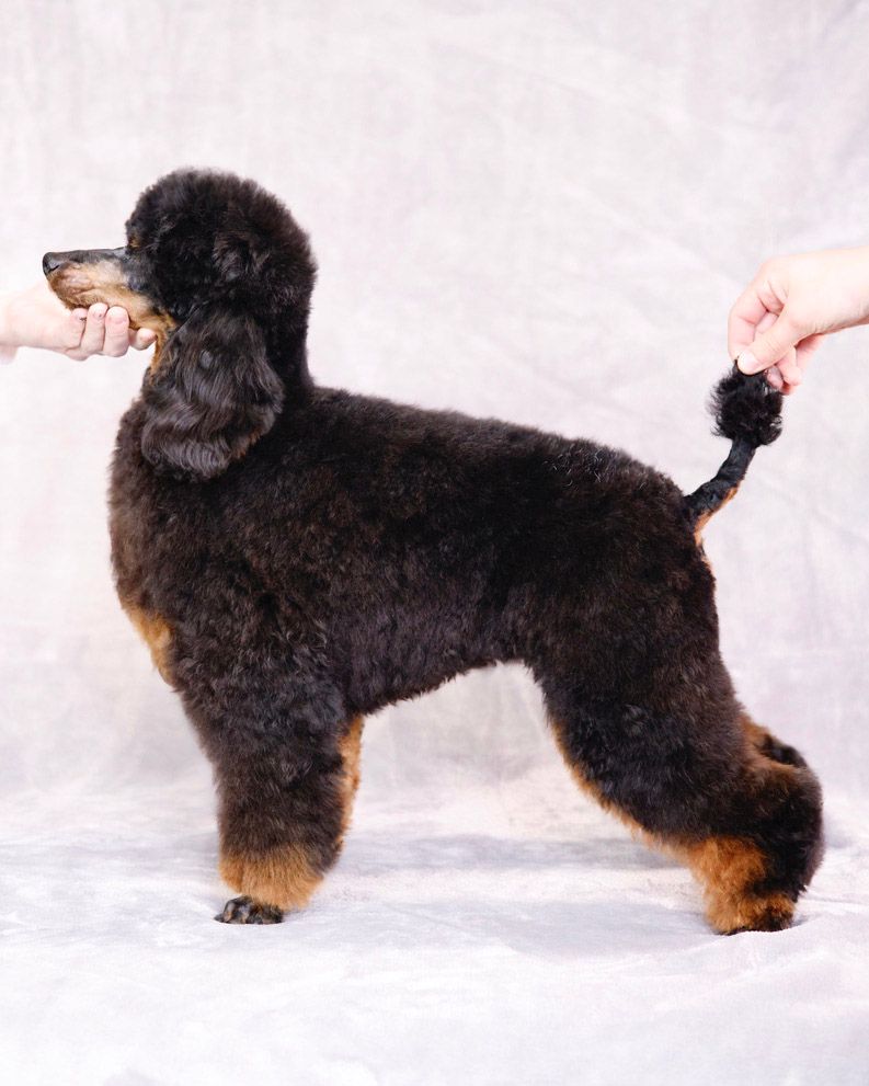 Stacked photos- miniature AKC phantom poodle