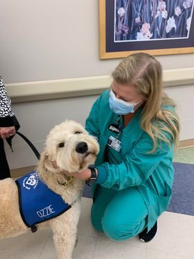Medical therapy dog from Kimberlee's Kennels 