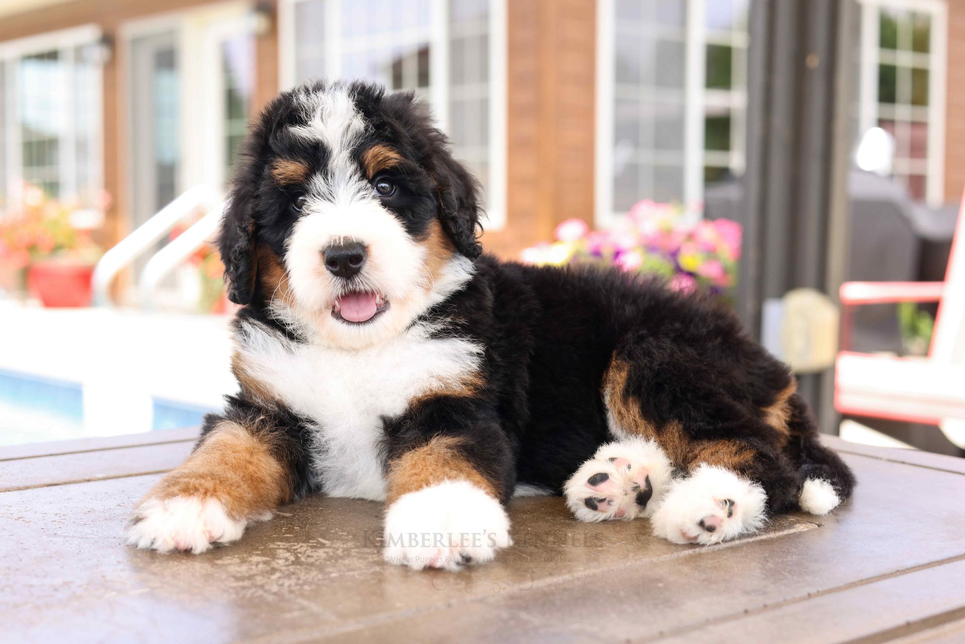 five week old tricolor bernedoodle puppy laying by the pool
