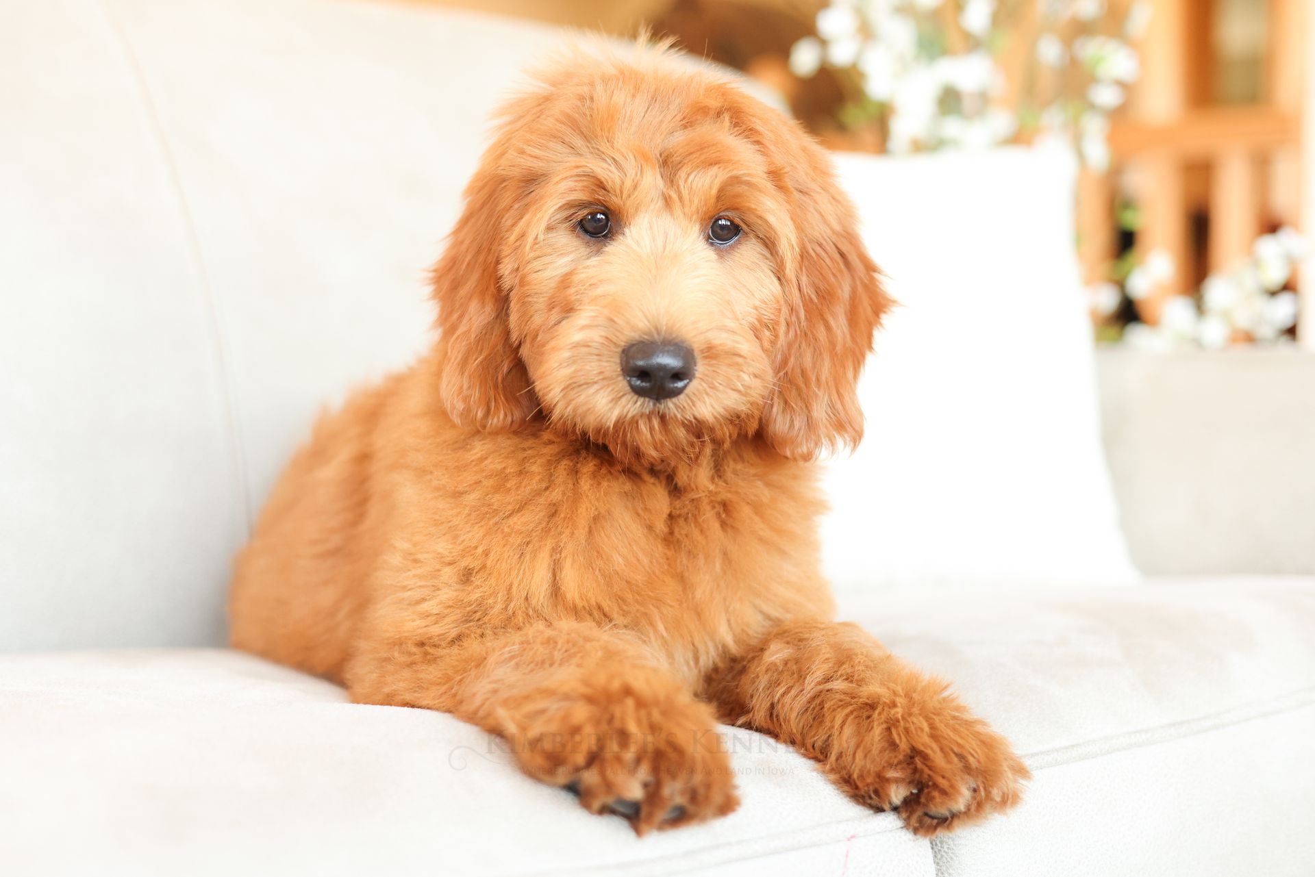 5 week old F1b goldendoodle puppy sitting in a woven basket