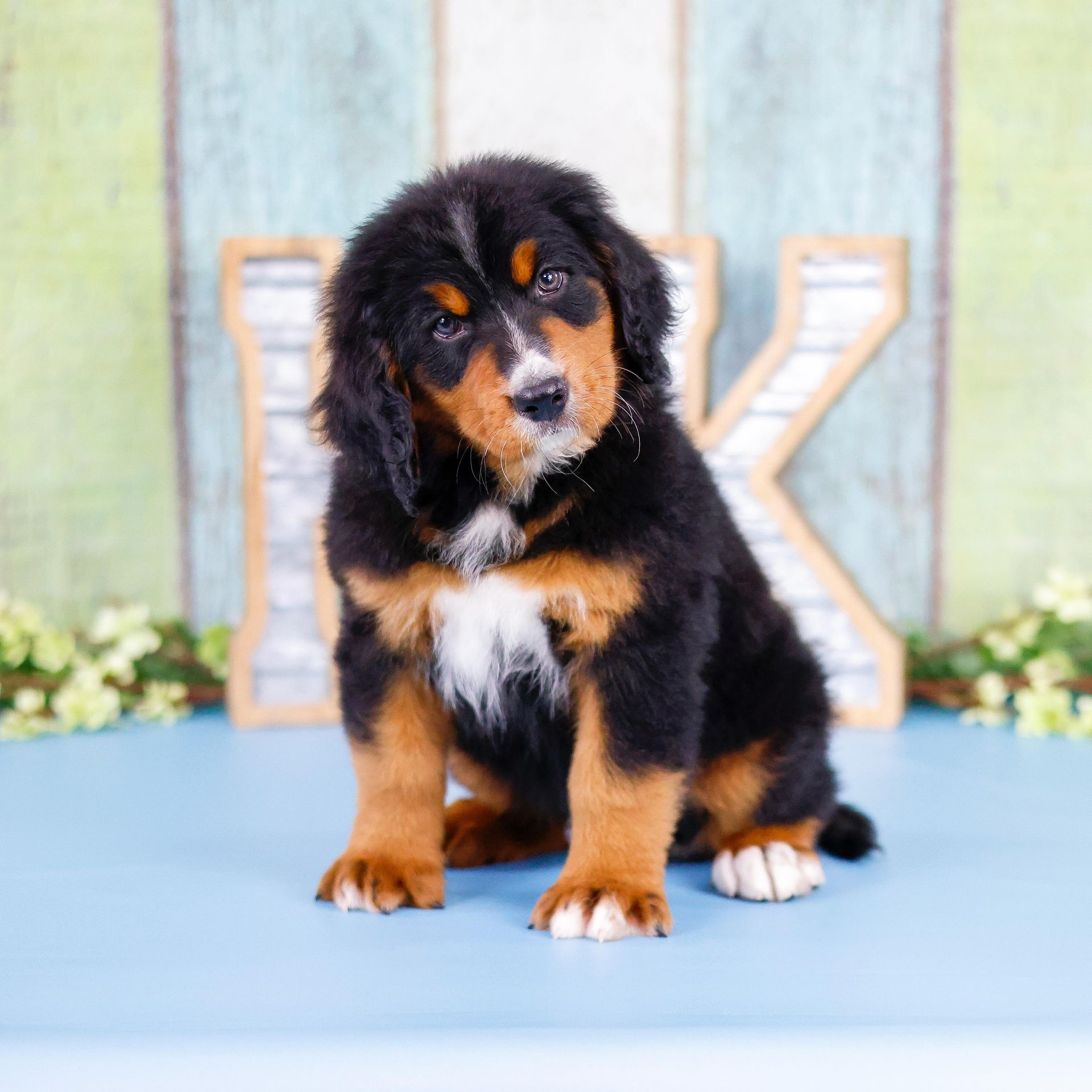 6 week old bernedoodle puppy with copper markings