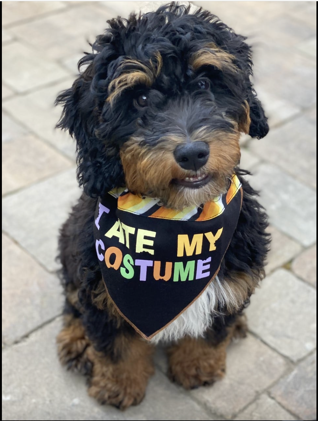 Partial tri colored phantom bernedoodle puppy sitting outside