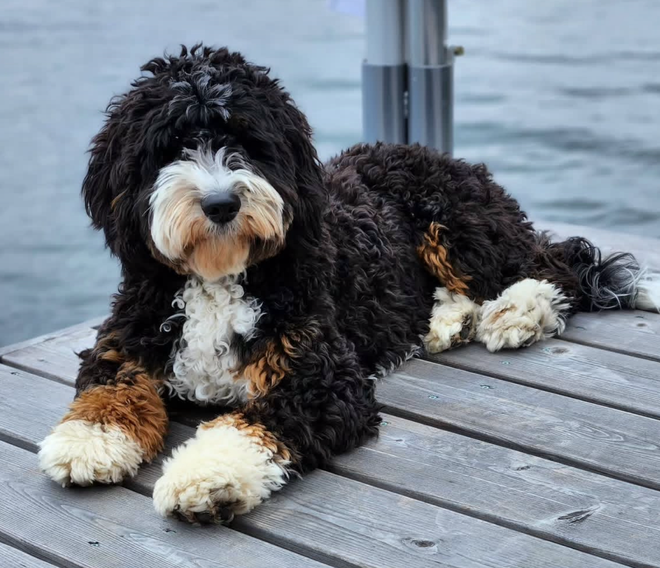 Tricolor adult mini bernedoodle sitting on a dock