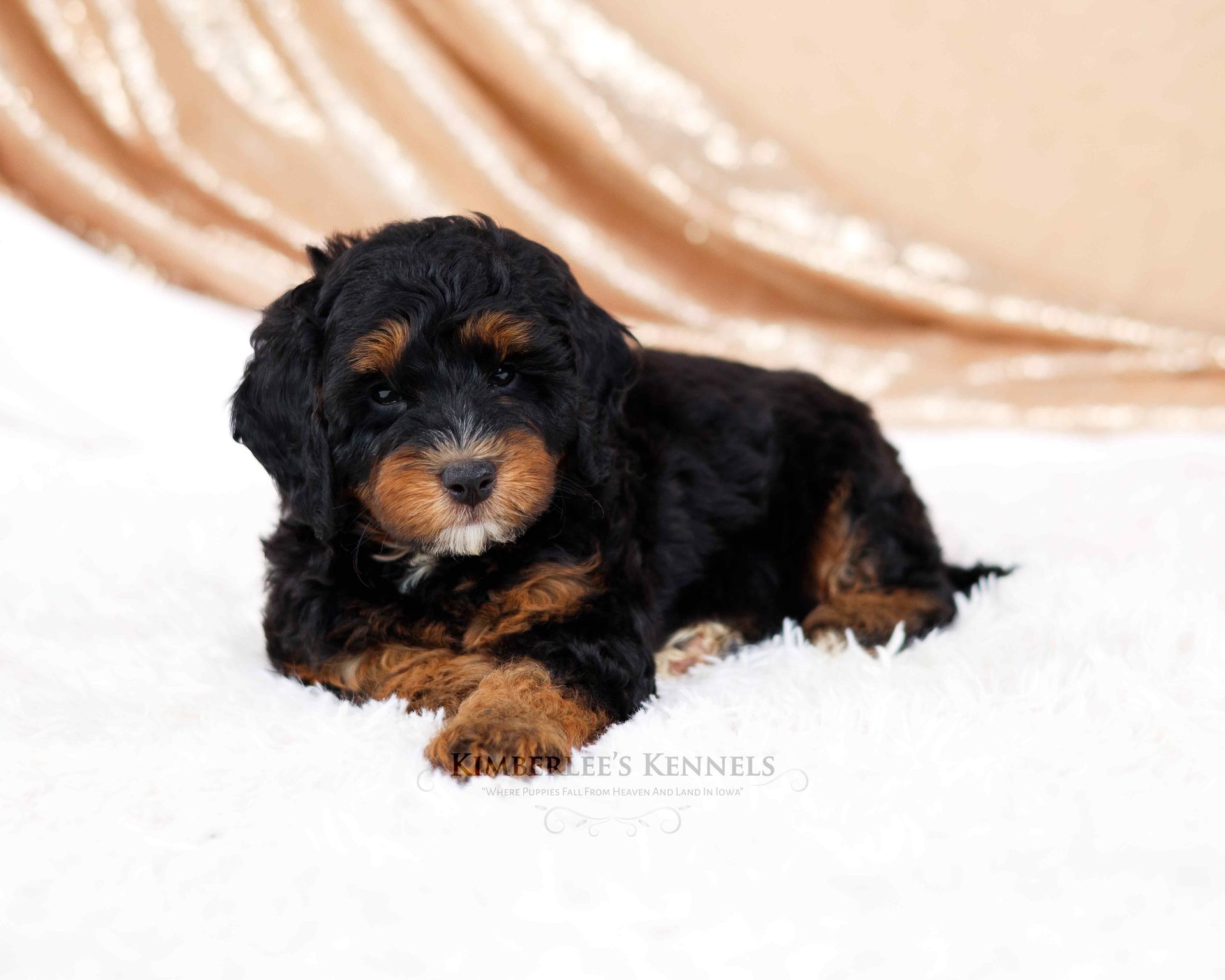 three week old phantom mini bernedoodle puppy layinf in front of a sparkly backdrop
