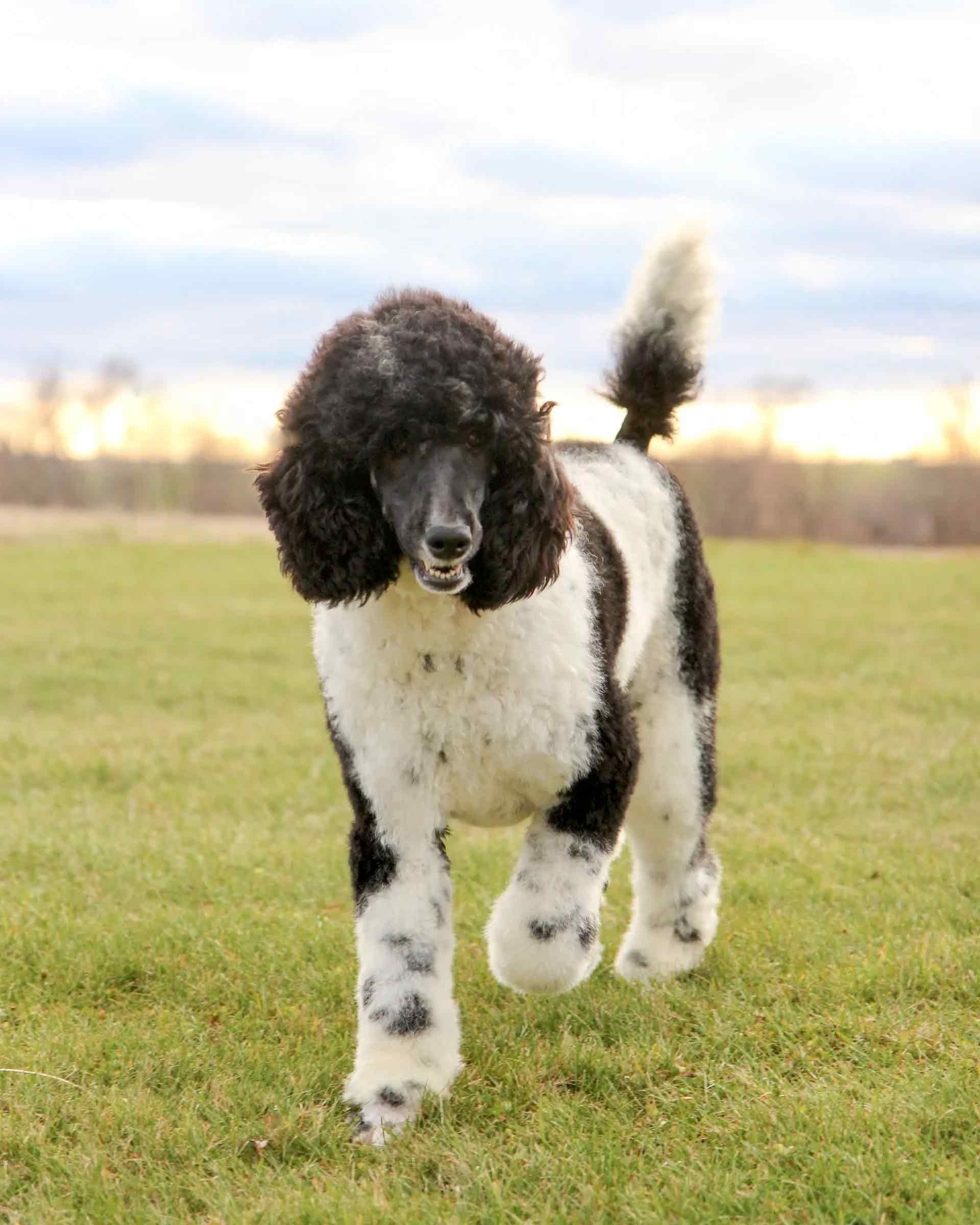 standard female poodle