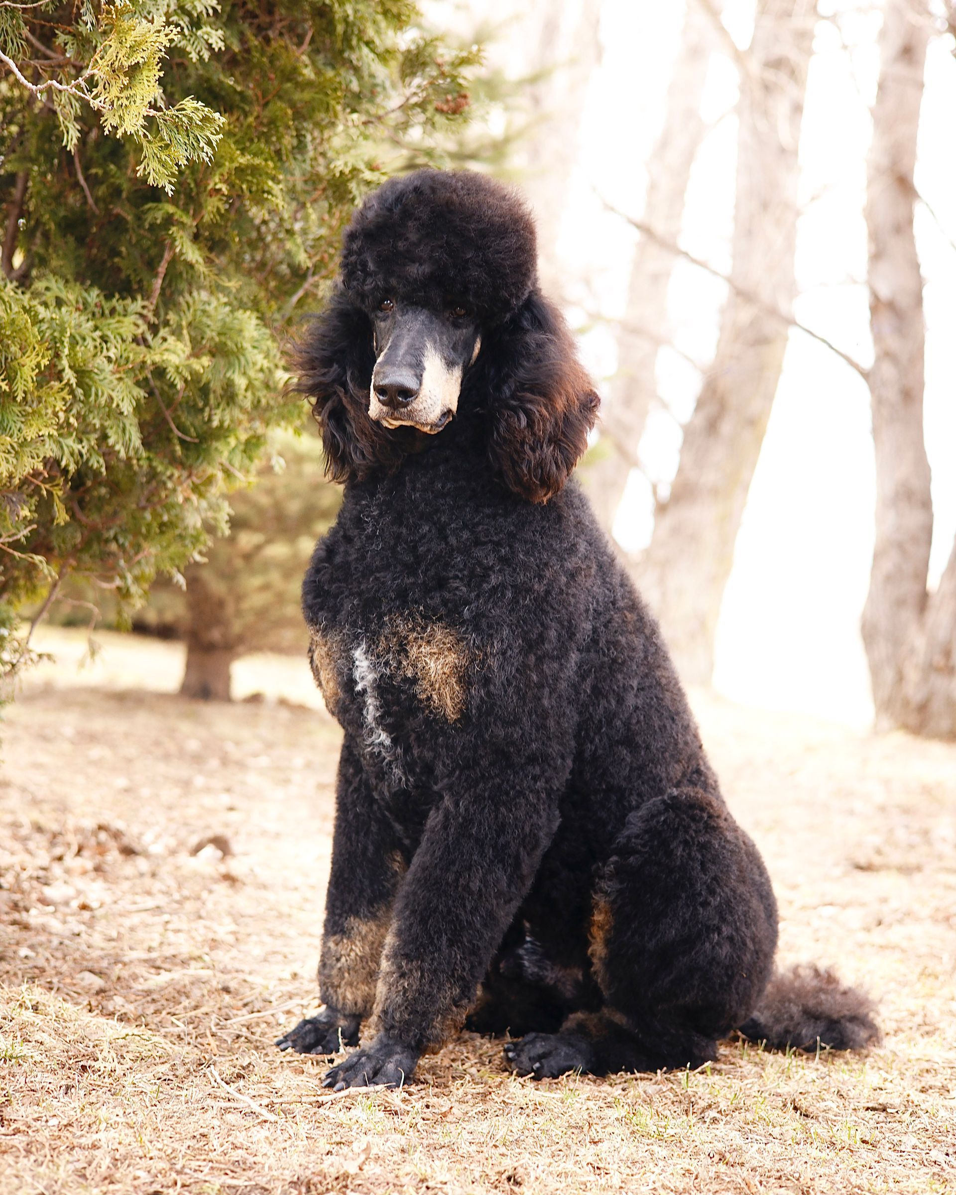 Royal Phantom Poodle