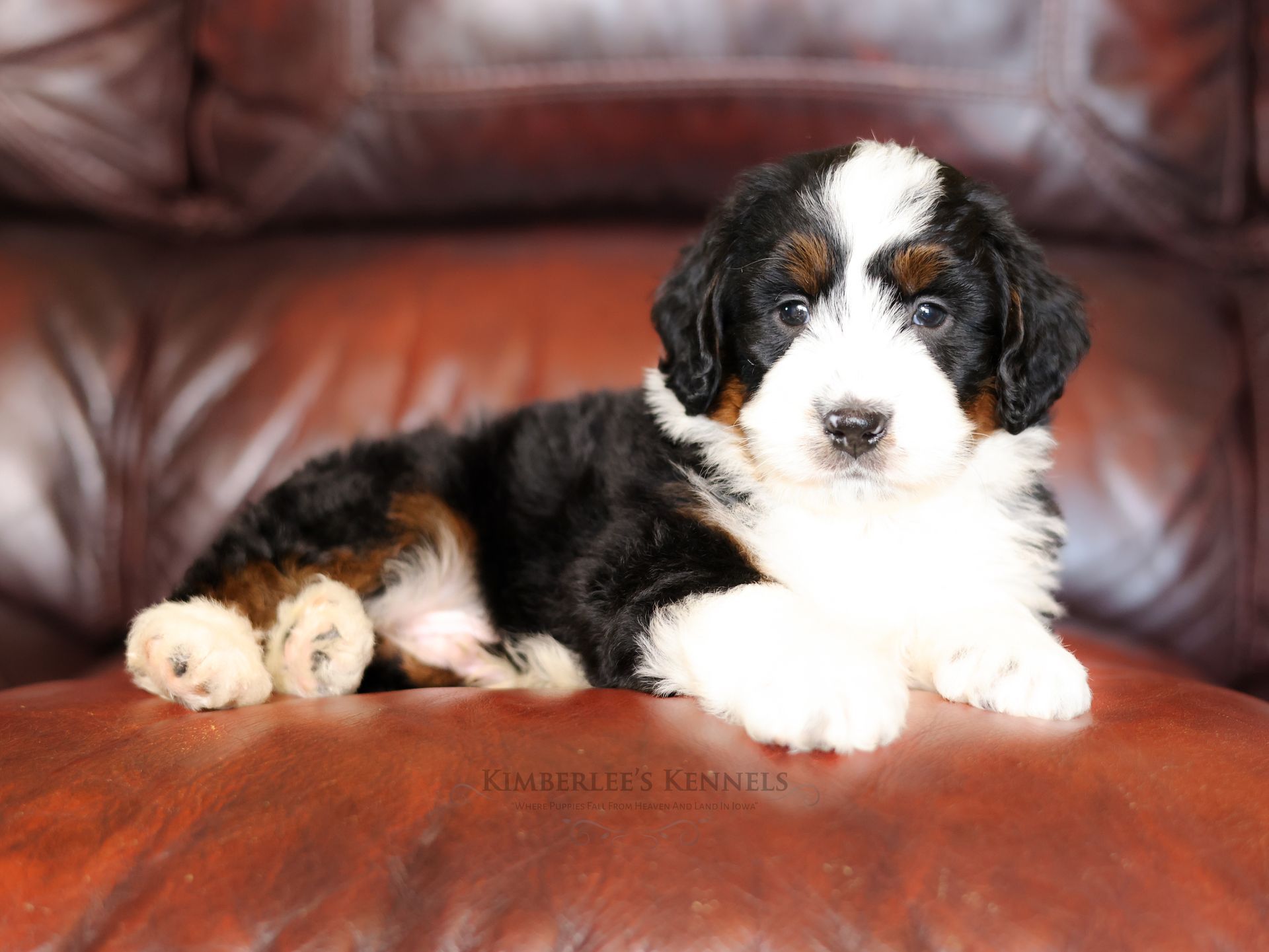 five week old tricolor bernedoodle puppy laying on a leather couch