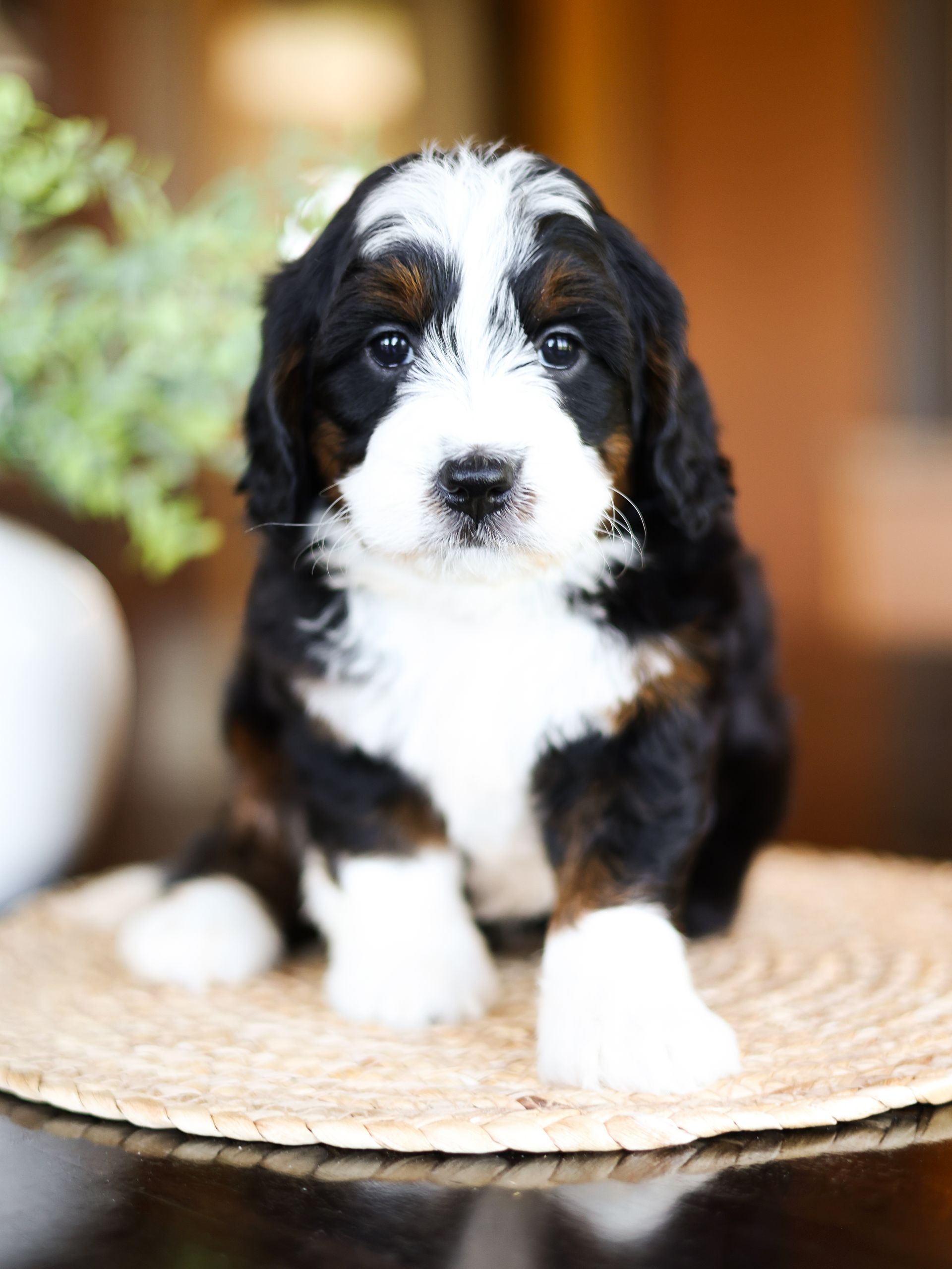 One mini bernedoodle with wavy coat indoors