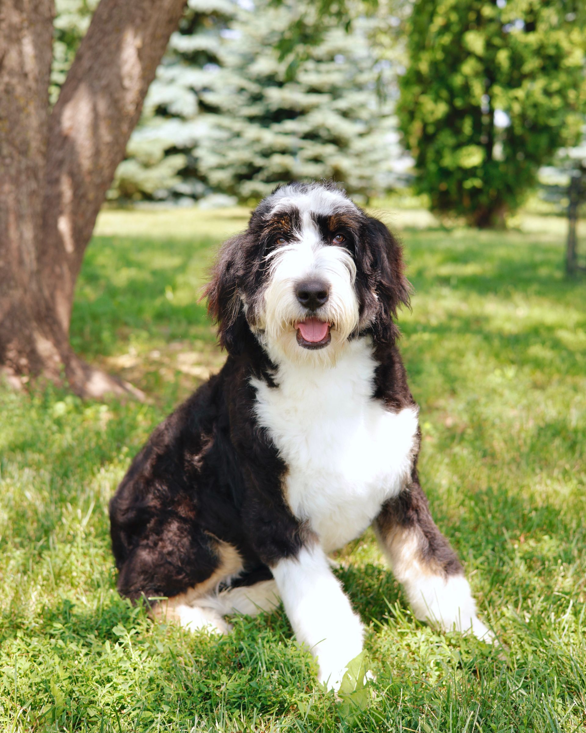 Black and white adult bernedoodle sitting outside