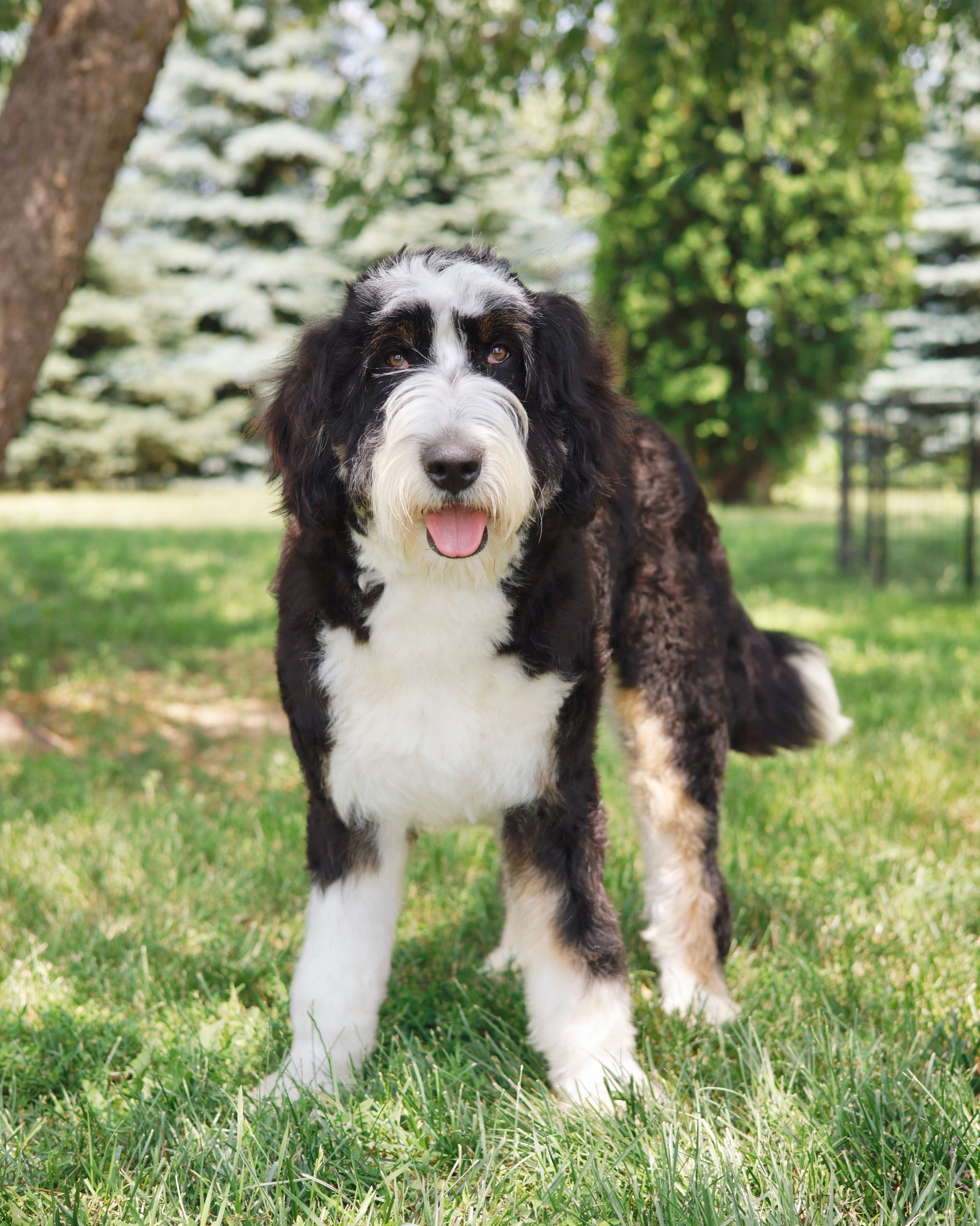 Black and white bernedoodle standing outside
