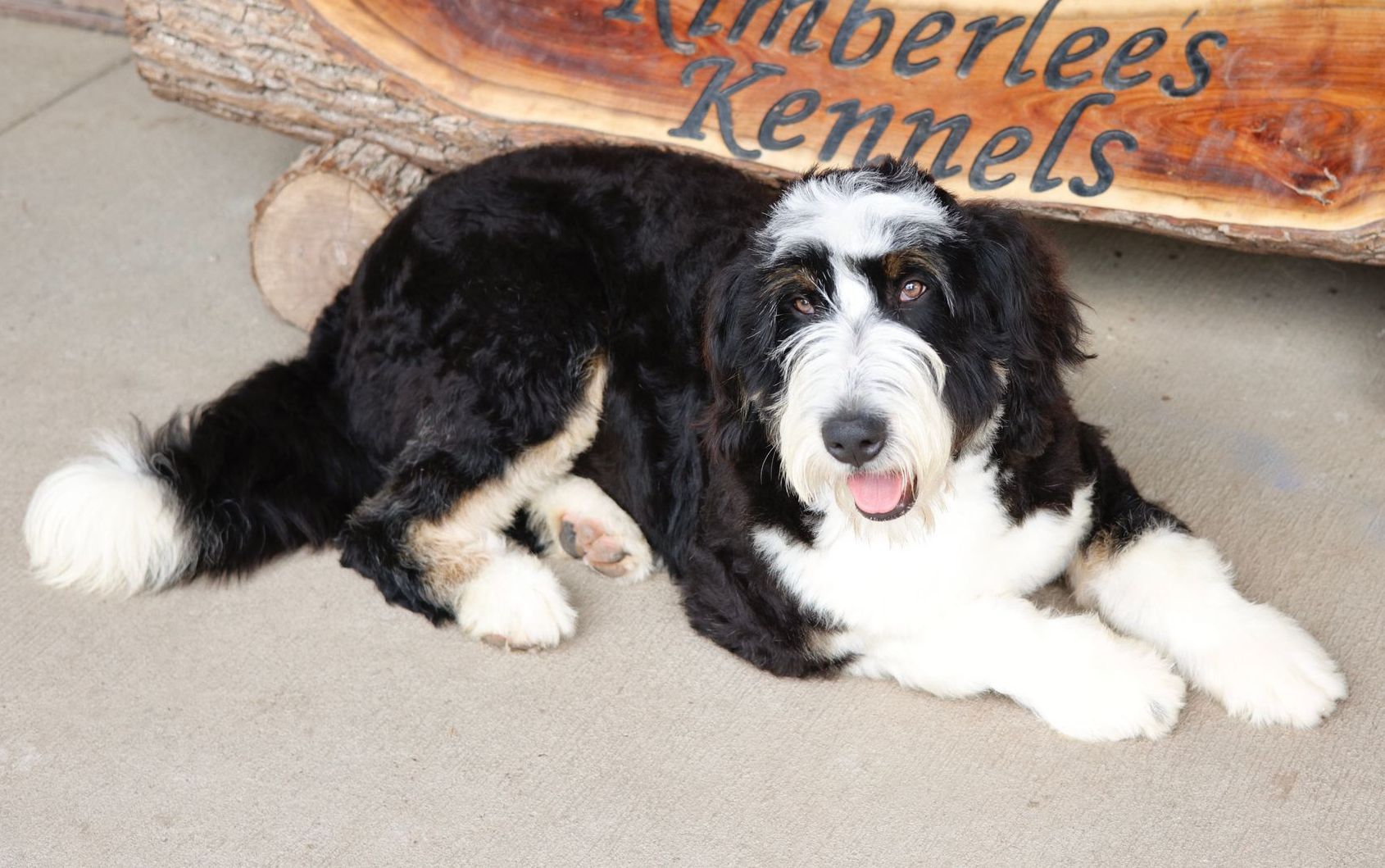 Black and white standard bernedoodle laying in front of a Kimberlee's Kennels sign