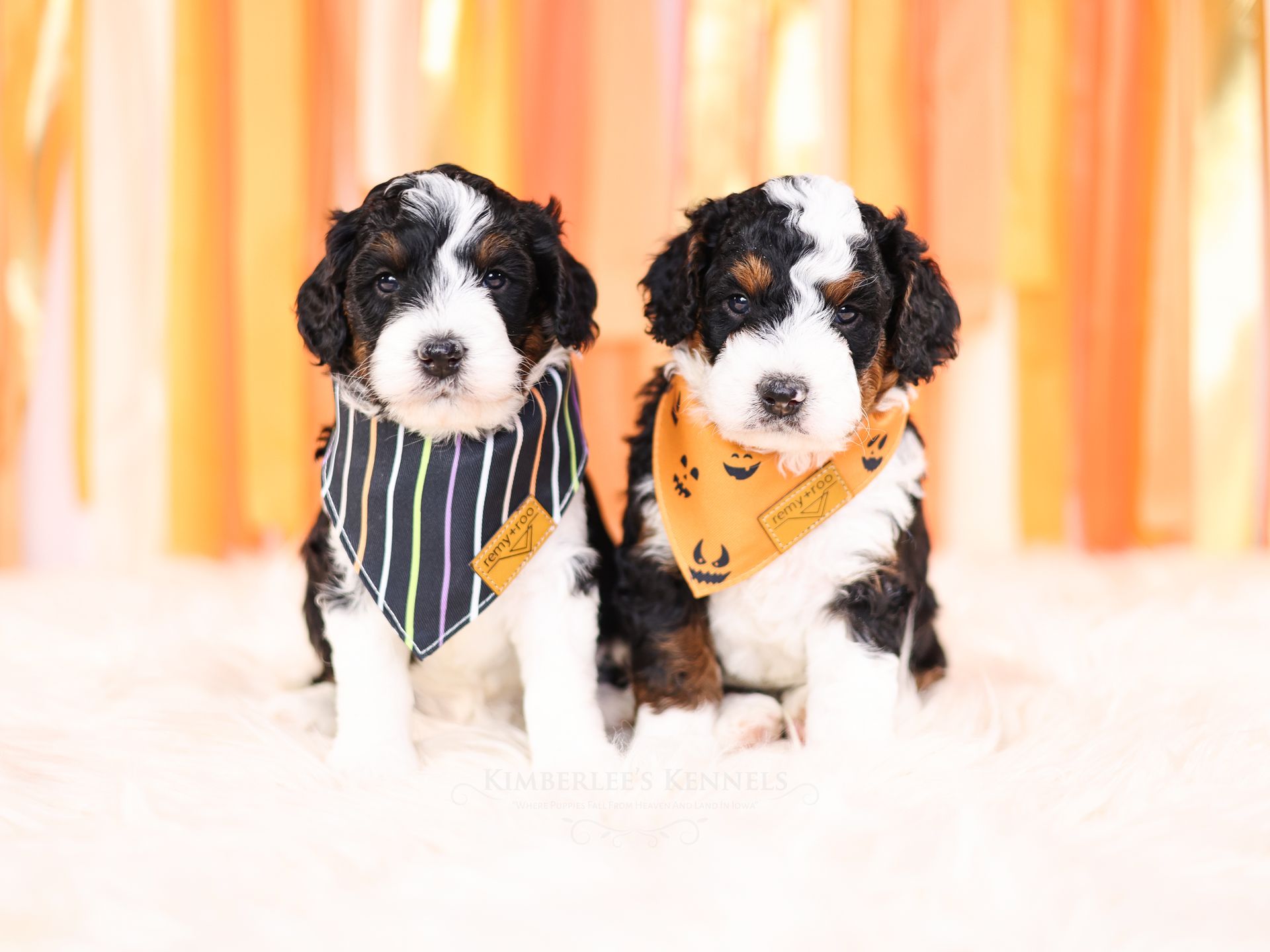 Two miniature F1b bernedoodles with halloween themed bandanas on