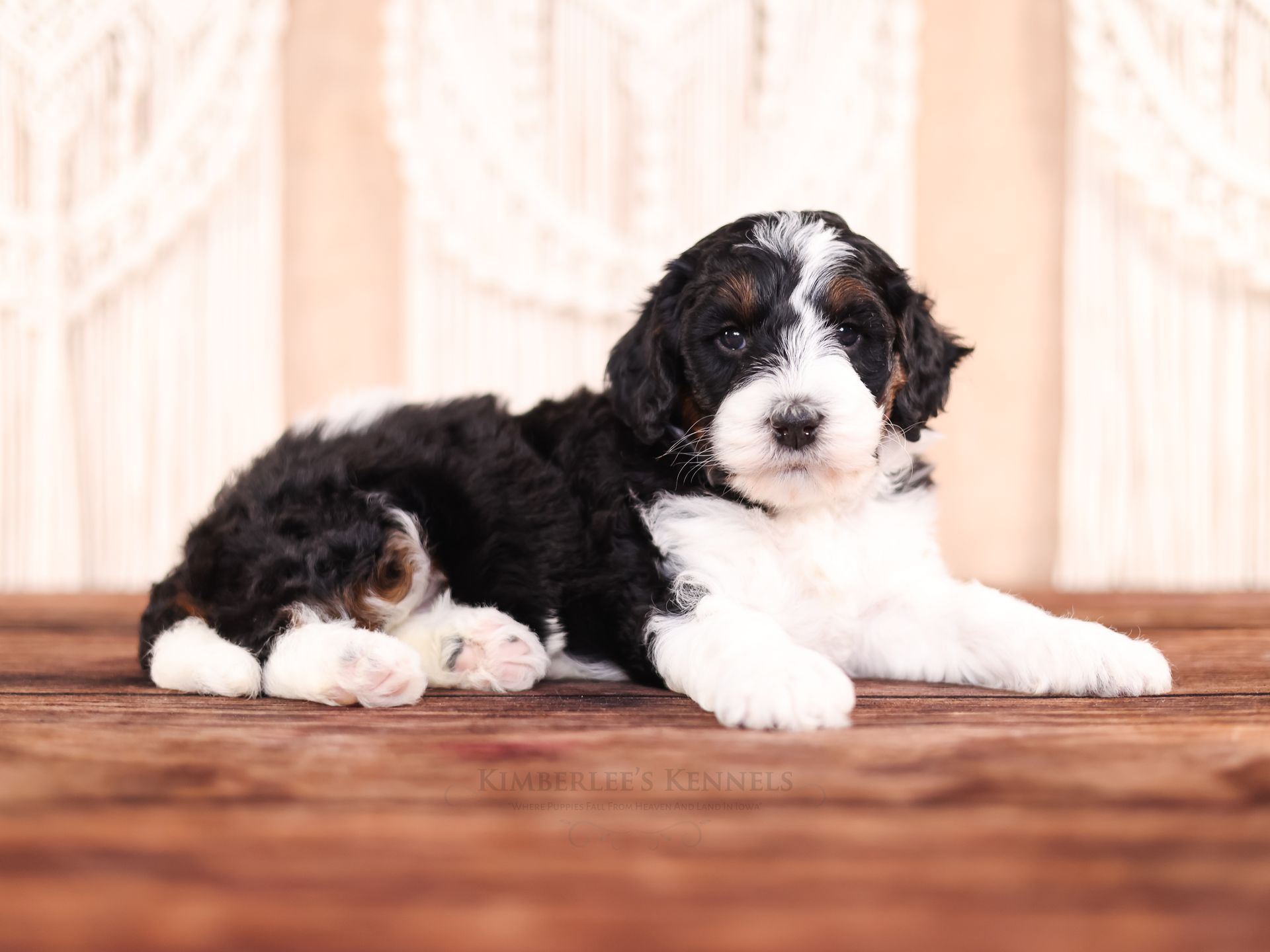 5 week old mini bernedoodle sitting on wooden bench