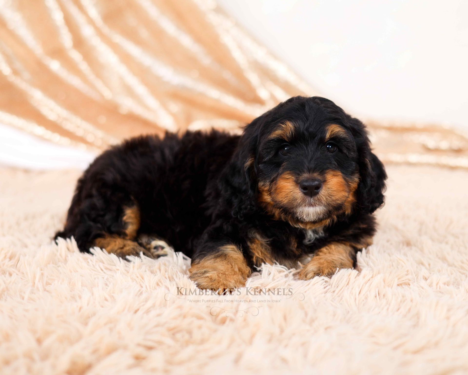five week old phantom bernedoodle laying on a brown fluffy blanket