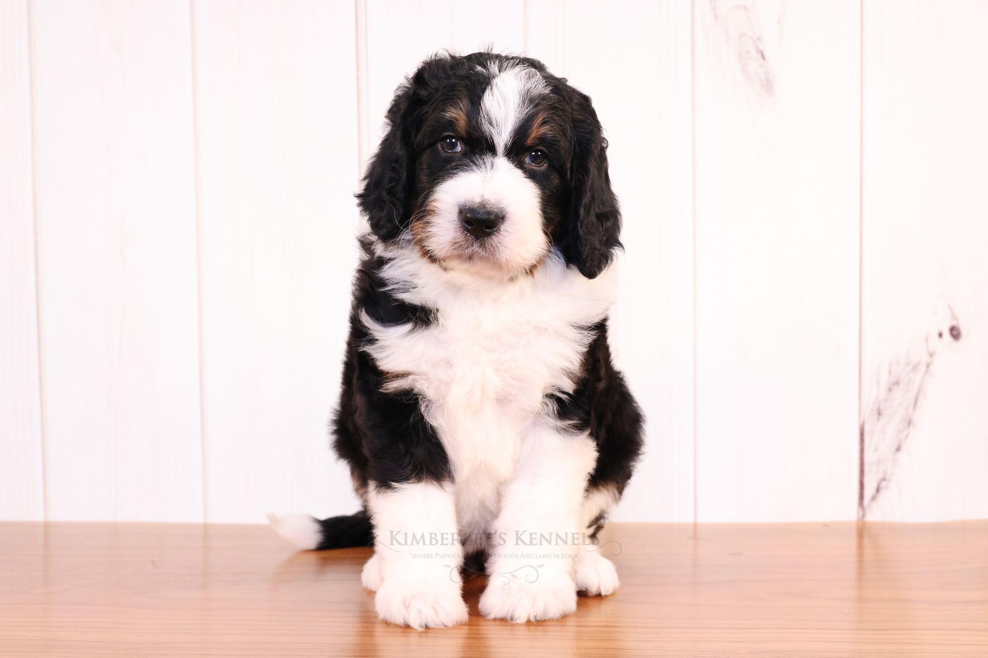 Black, white, and copper standard bernedoodle sitting in front of a white wall