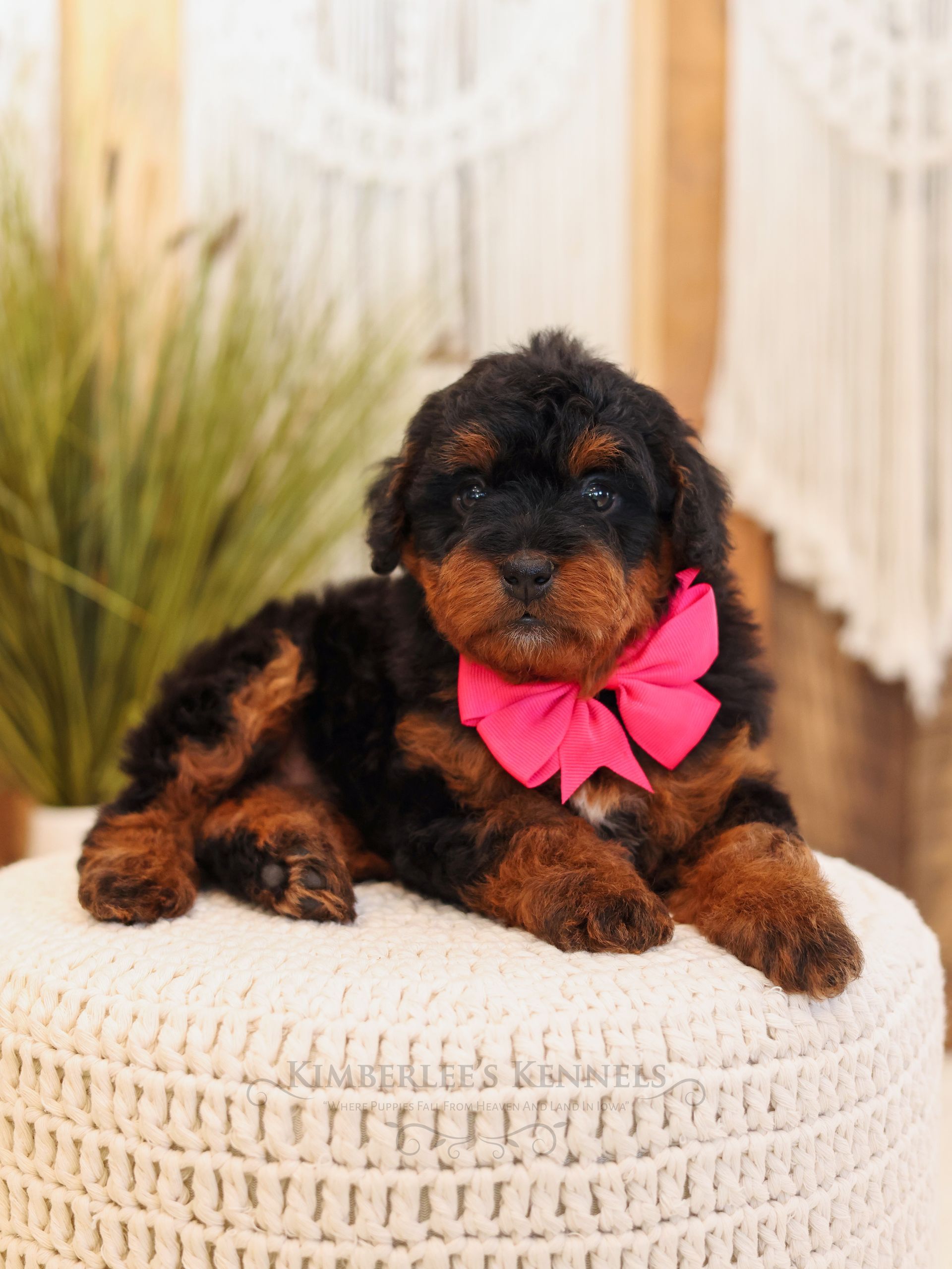 Miniature F1b girl tricolor Bernedoodle puppy sitting with plant at Kimberlee's Kennels