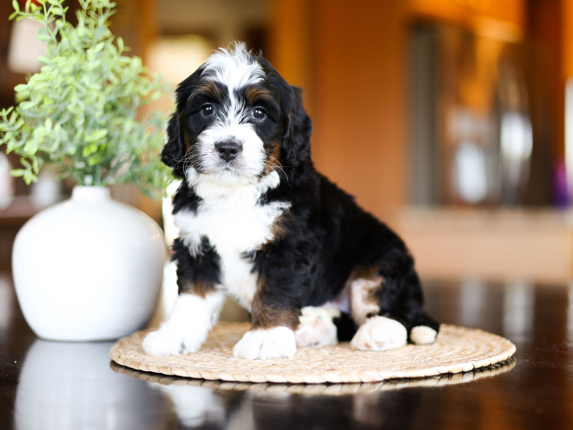 tri-colored miniature F1 bernedoodle puppy
