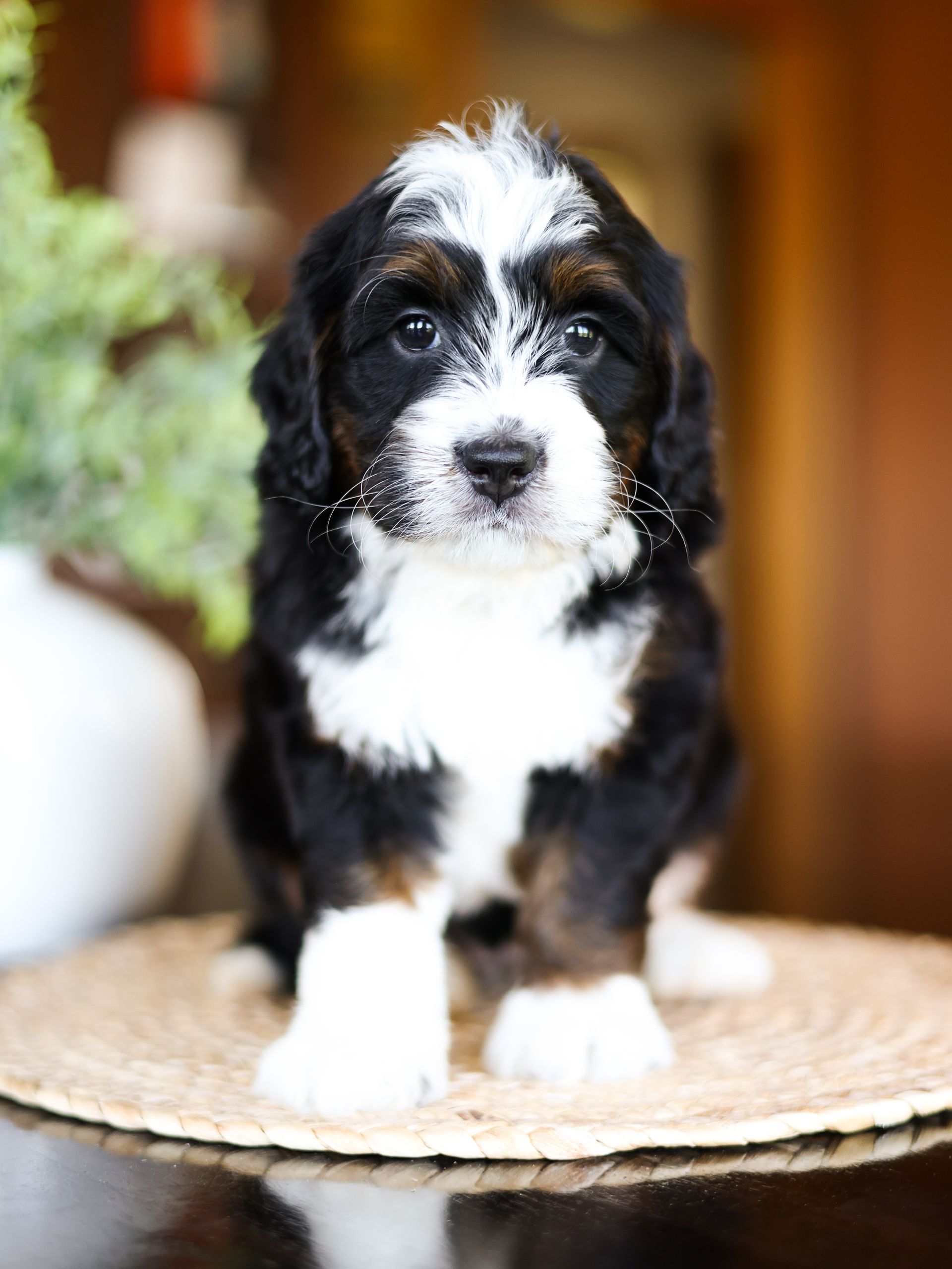 Miniature F1 Tricolor Bernedoodle Indoors