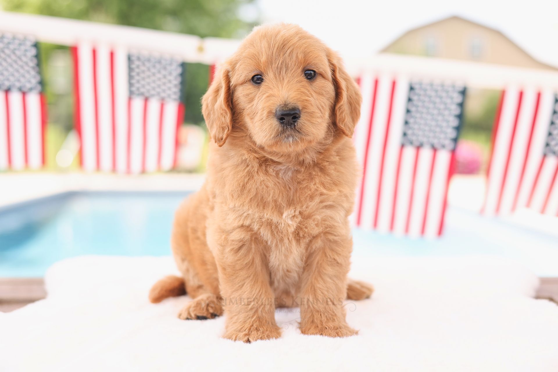 Apricot colored englishdoodle puppy with american flags and a pool