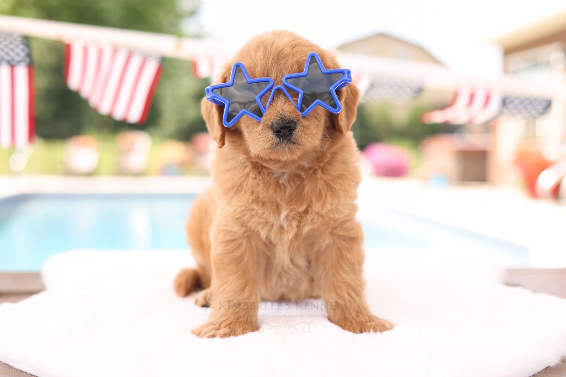 Patriotic 5 week old standard englishdoodle puppy sitting by the pool