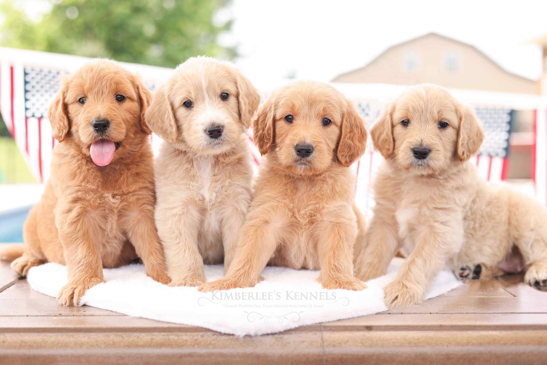 Group of four englishdoodle puppies with American flags in the back