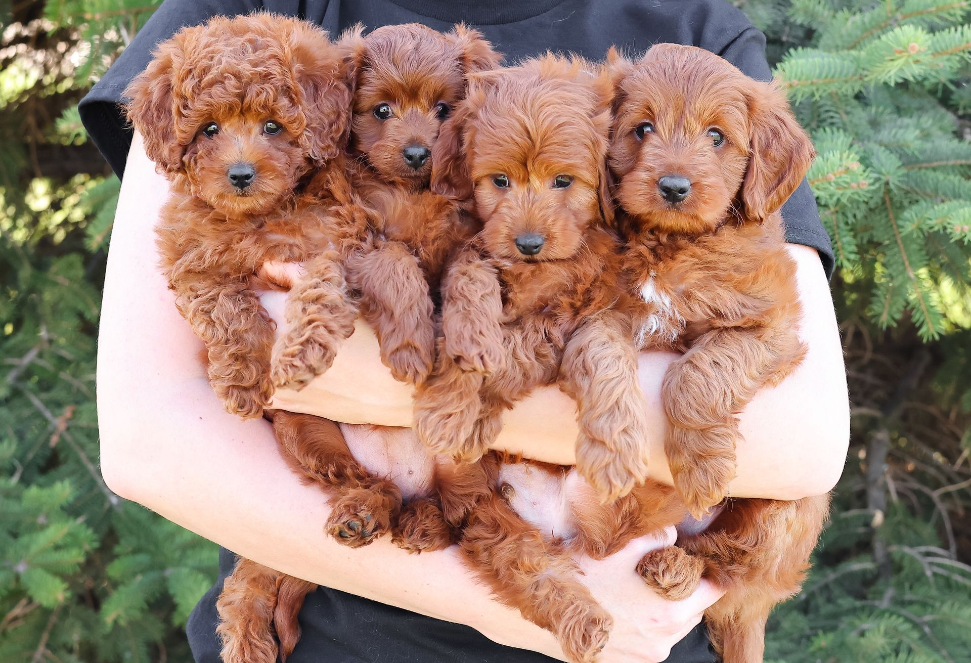 four three week old goldendoodle puppies with deep red coats being held by a woman