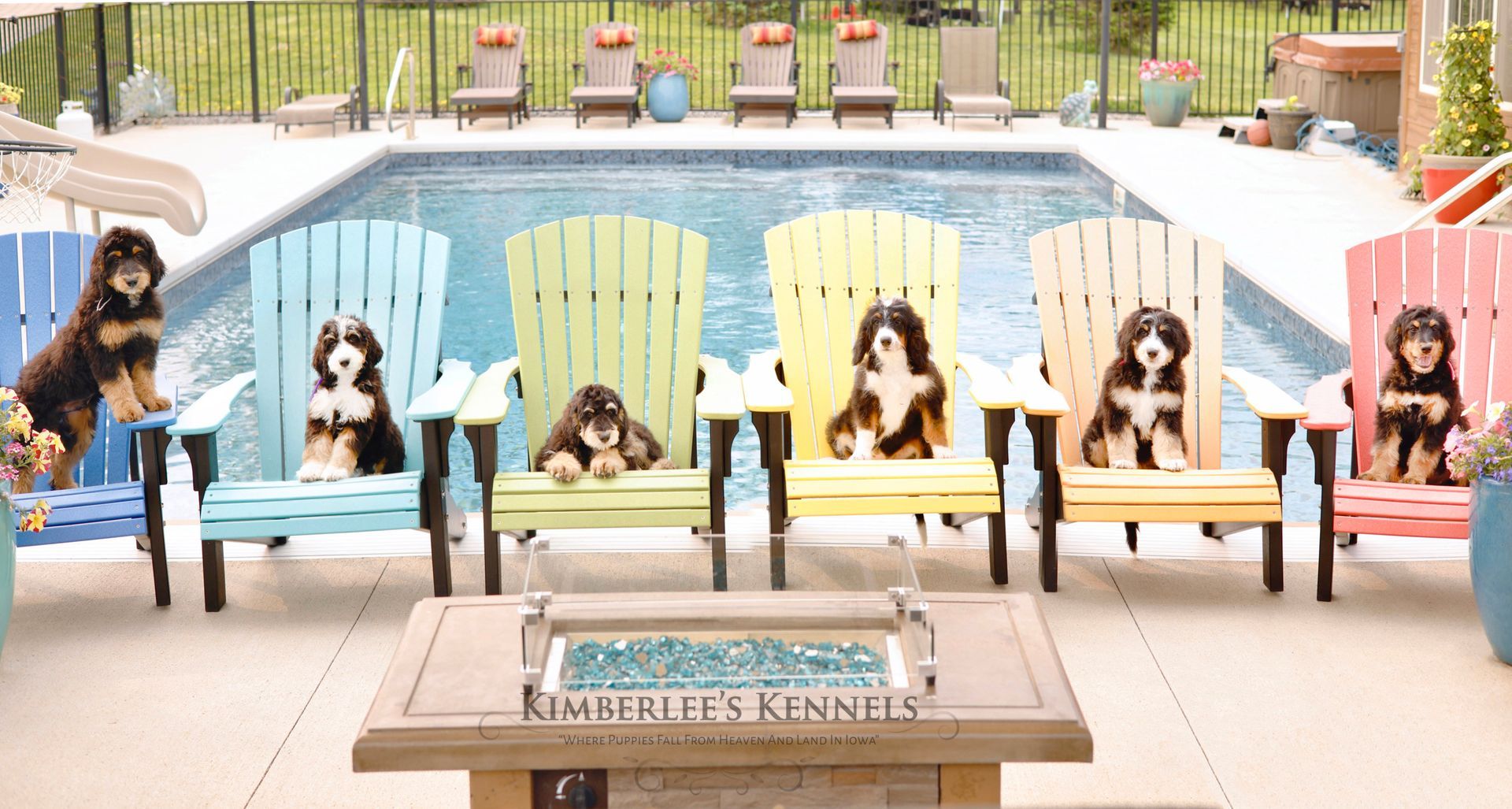 six standard bernedoodle puppies sitting in rainbow chairs in front of a pool