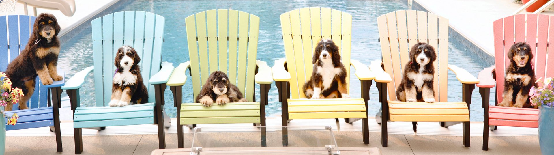 8 week old bernedoodle puppies with different coat types lounging by the pool in rainbow chairs