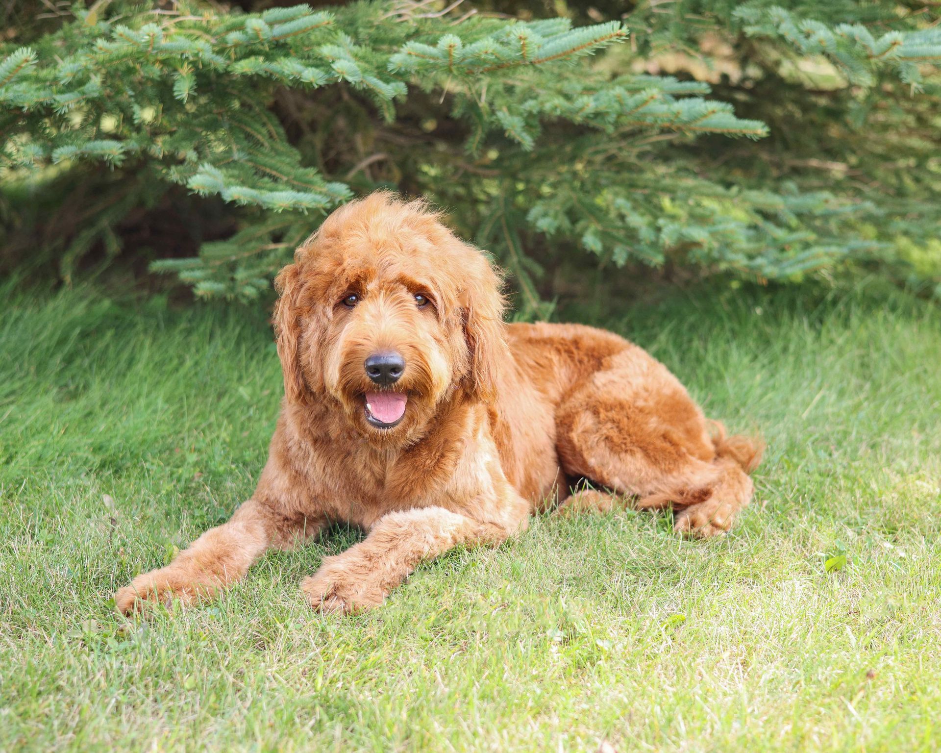 Fully matured standard goldendoodle laying in the grass
