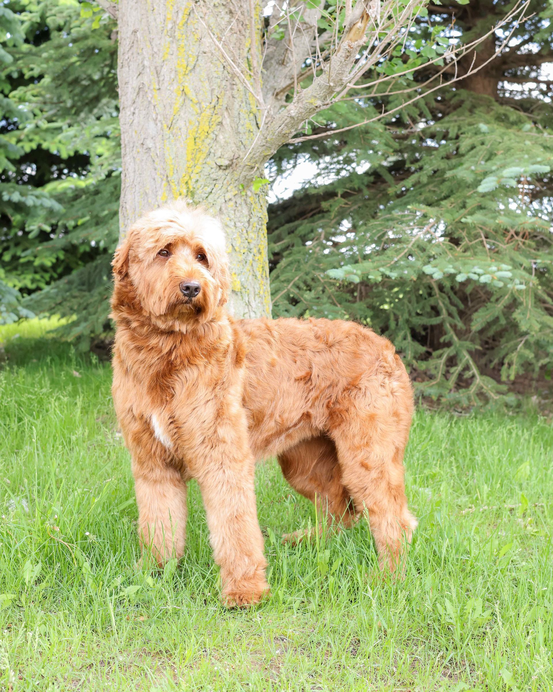 Adult standard F1 goldendoodle standing by a tree