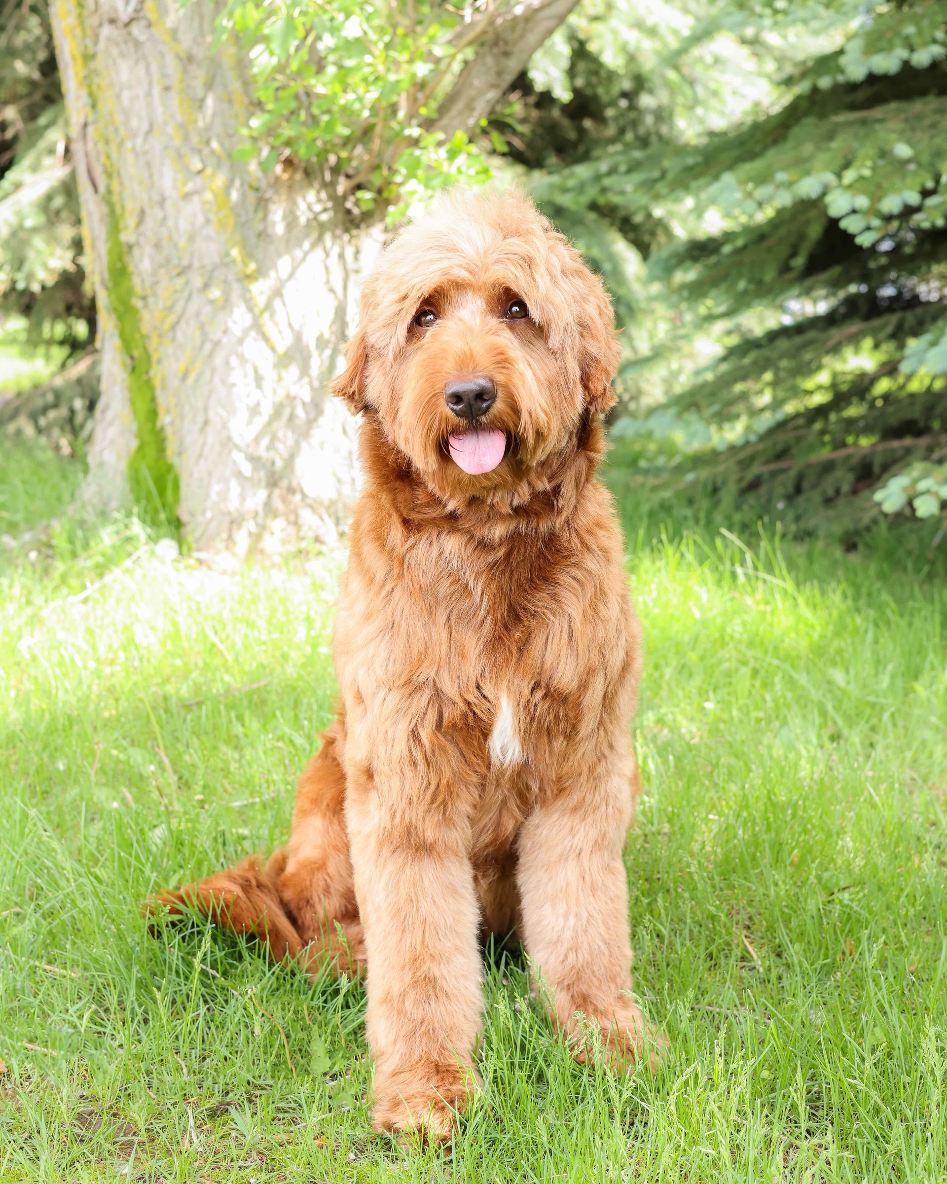 Adult standard goldendoodle sitting outside