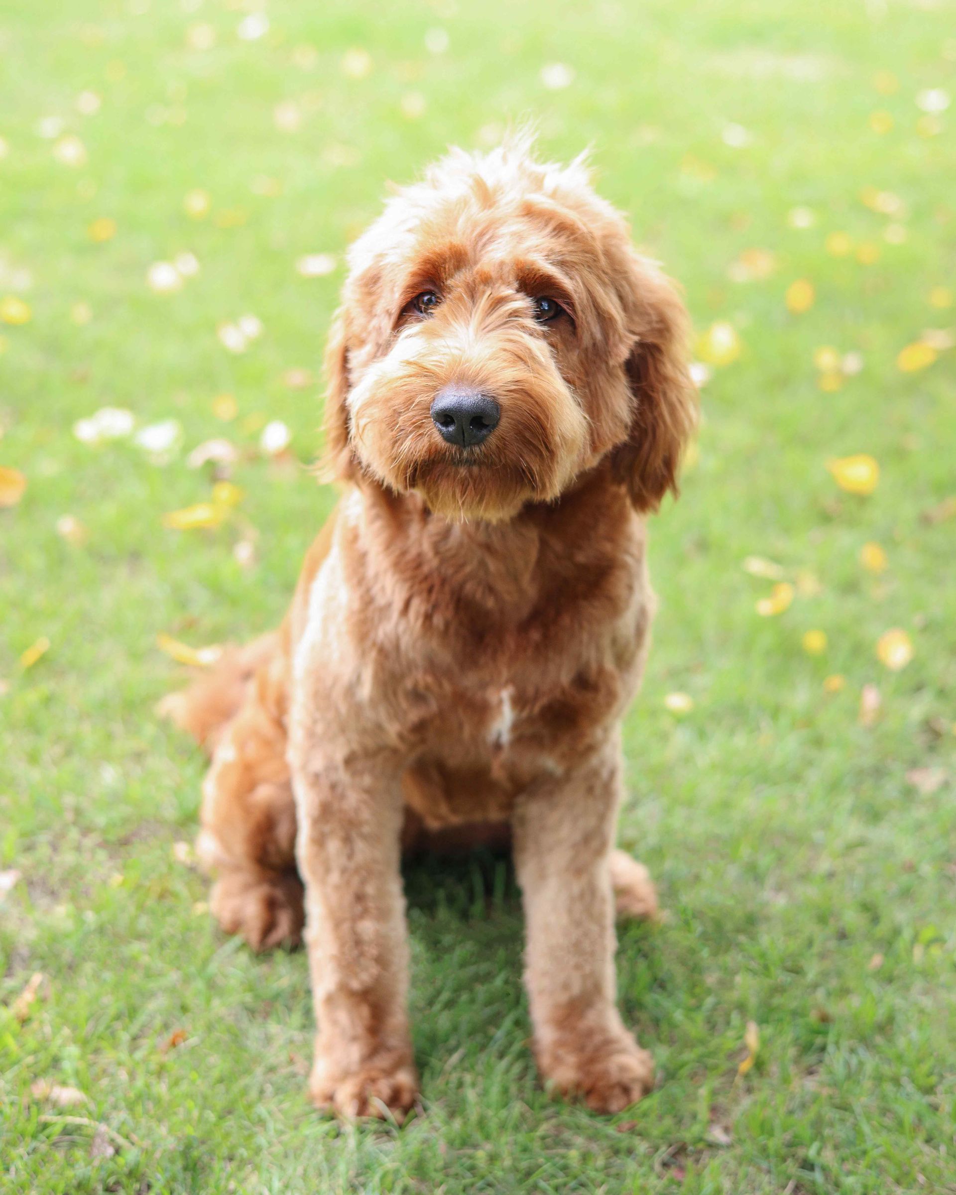 Adult goldendoodle sitting in a field of grass and flowers