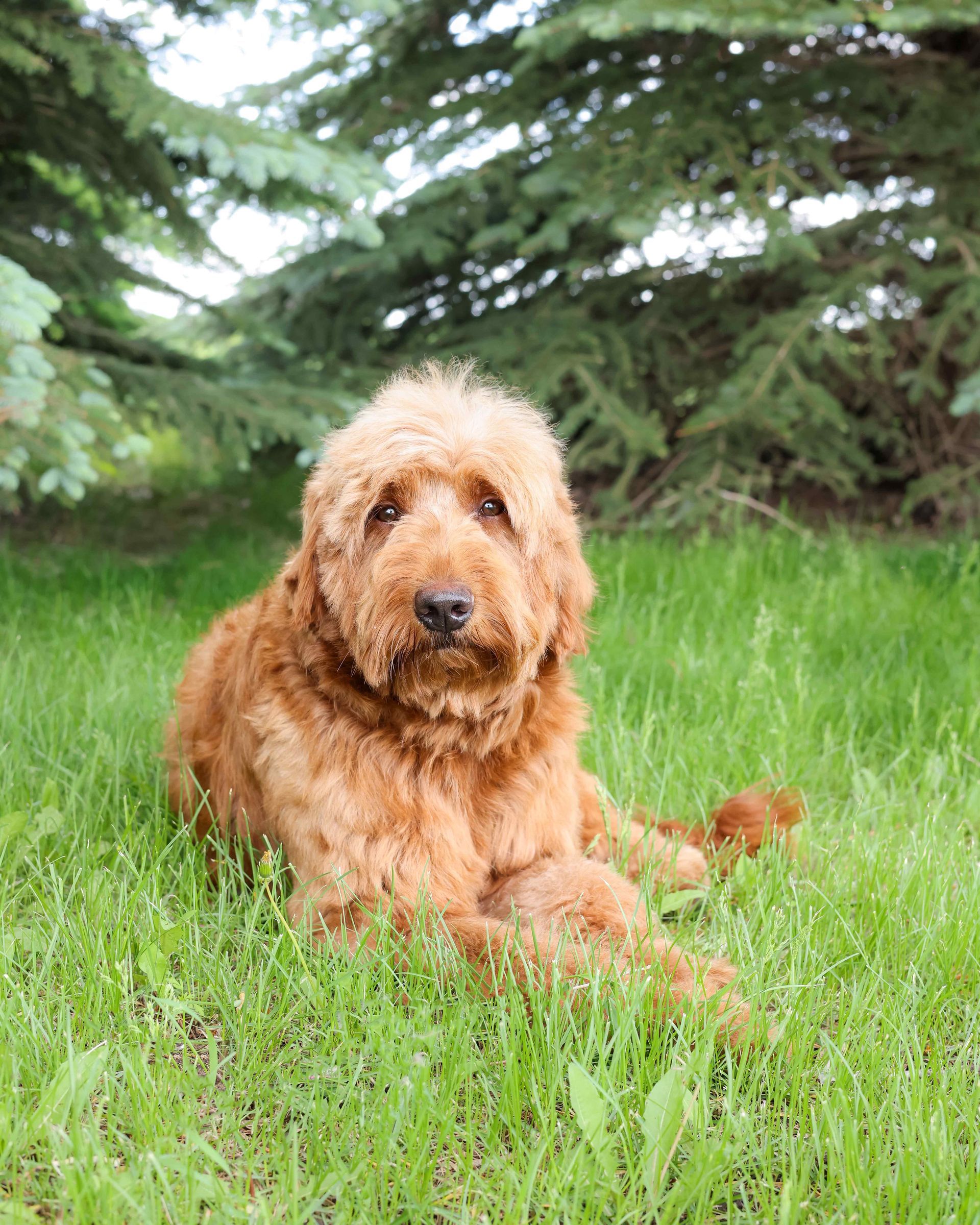 Fully matured F1 goldendoodle laying in the grass