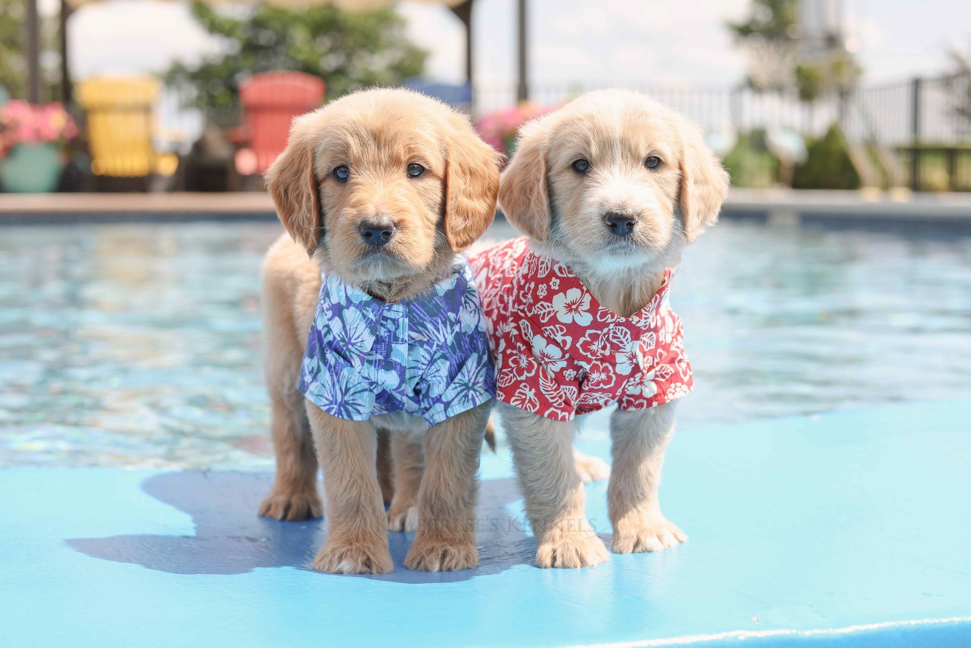 Two five week old standard englishdoodle puppies in hawaiian shirts playing in the pool