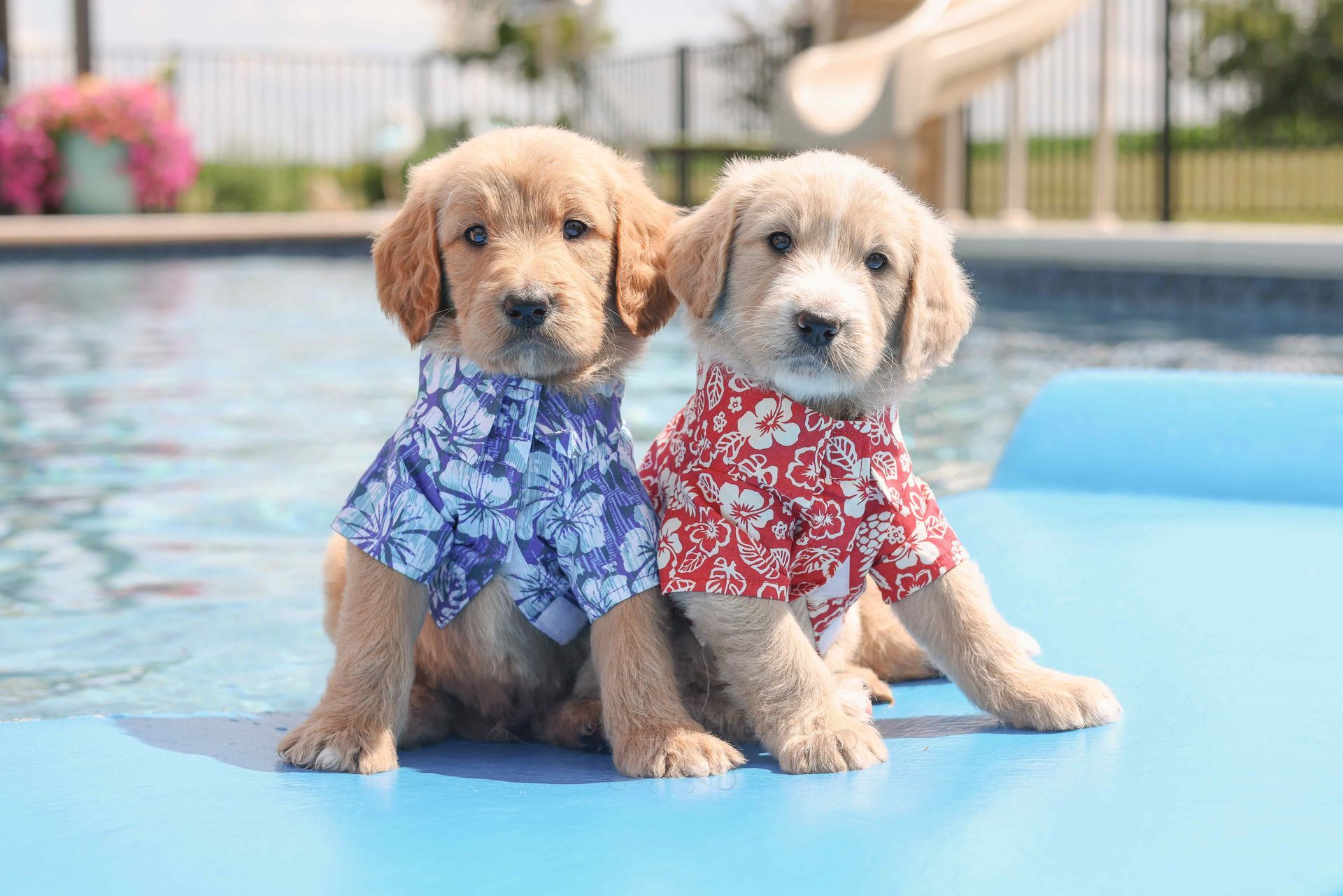 Two standard englishdoodle puppies in festive shirts in the pool