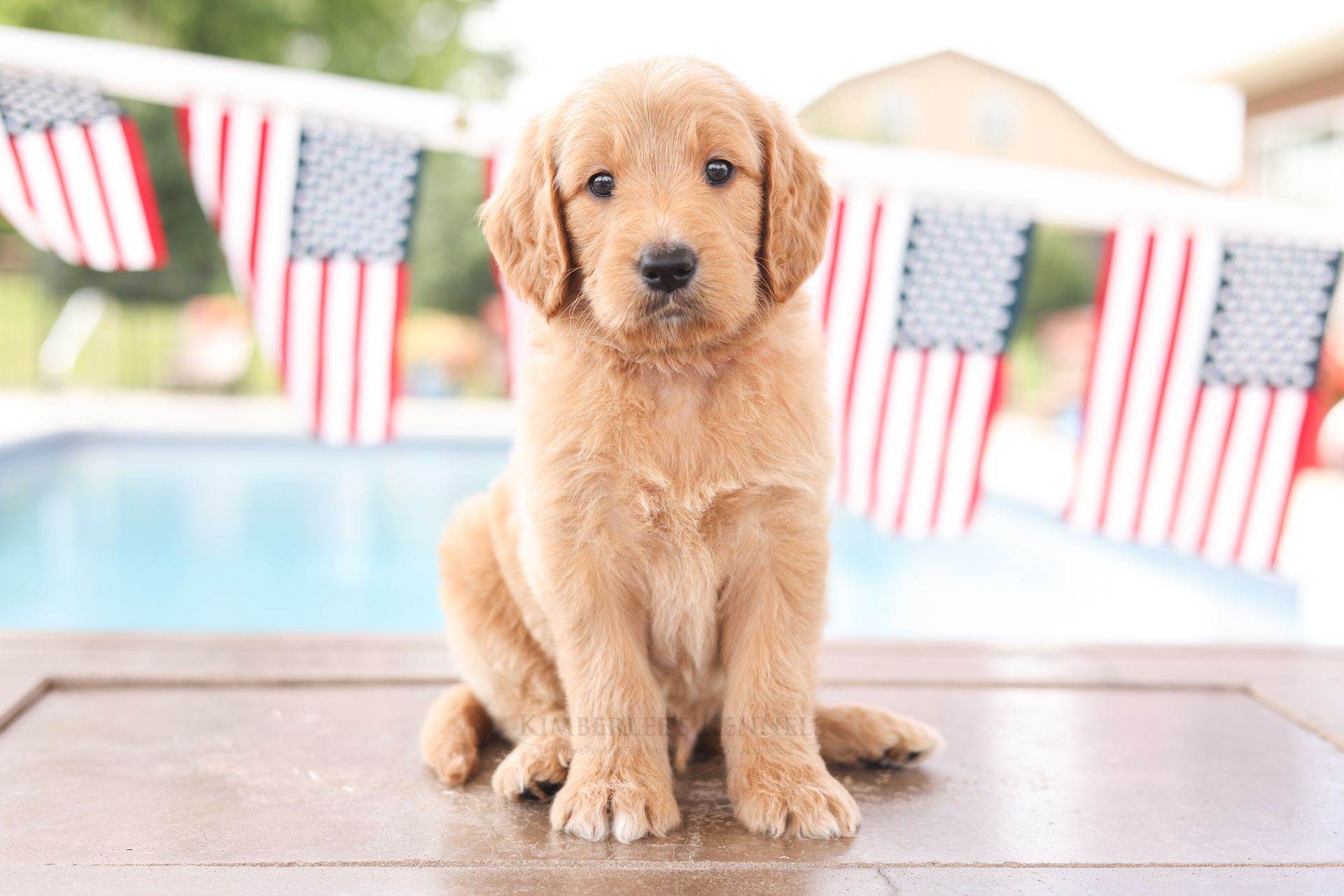 Standard Englishdoodle Puppy lounging by the pool with American Flags