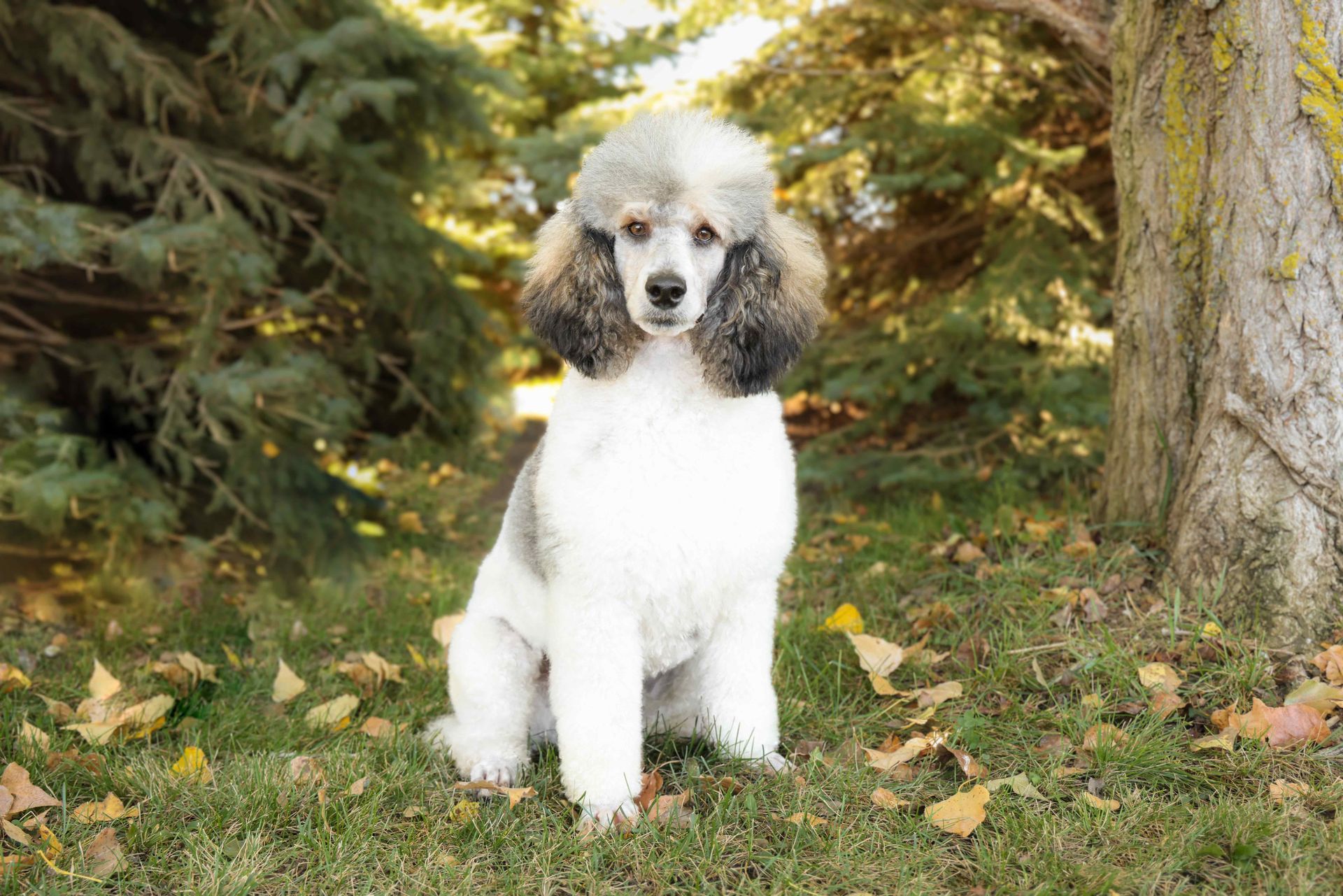 white and gray male poodle sitting outside
