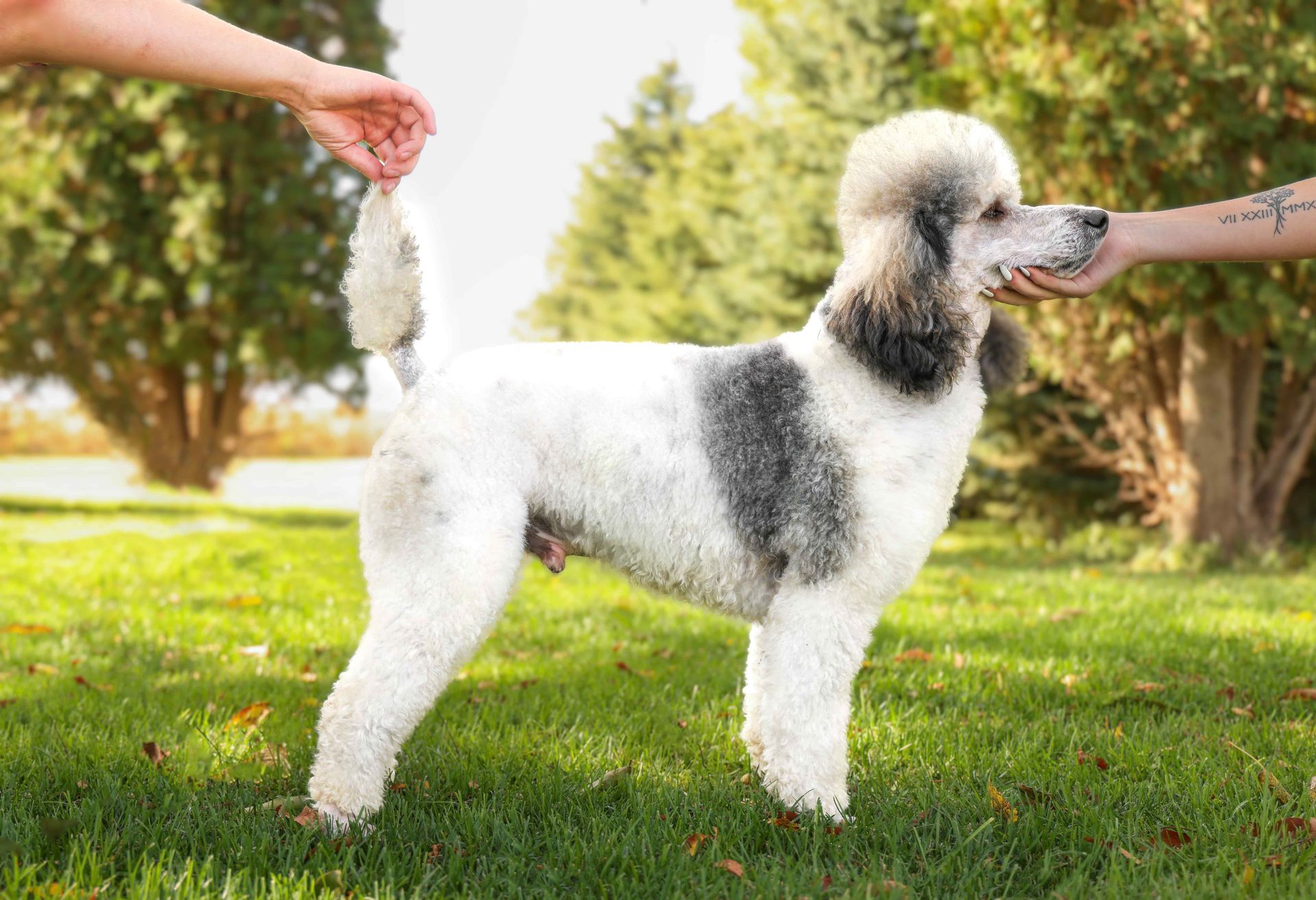 stack photo of a white and gray male poodle outside
