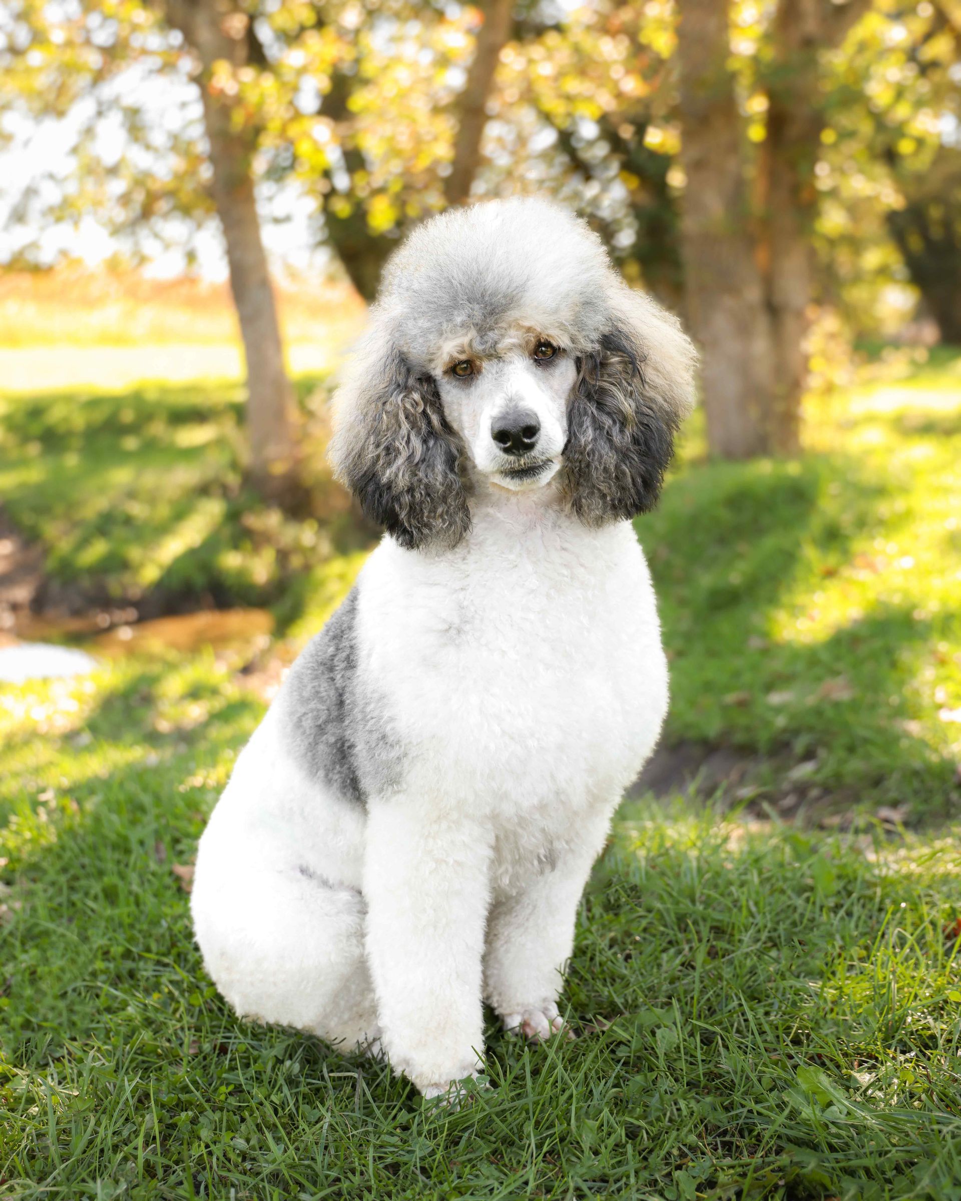 fully matured mini white and gray poodle sitting in the trees