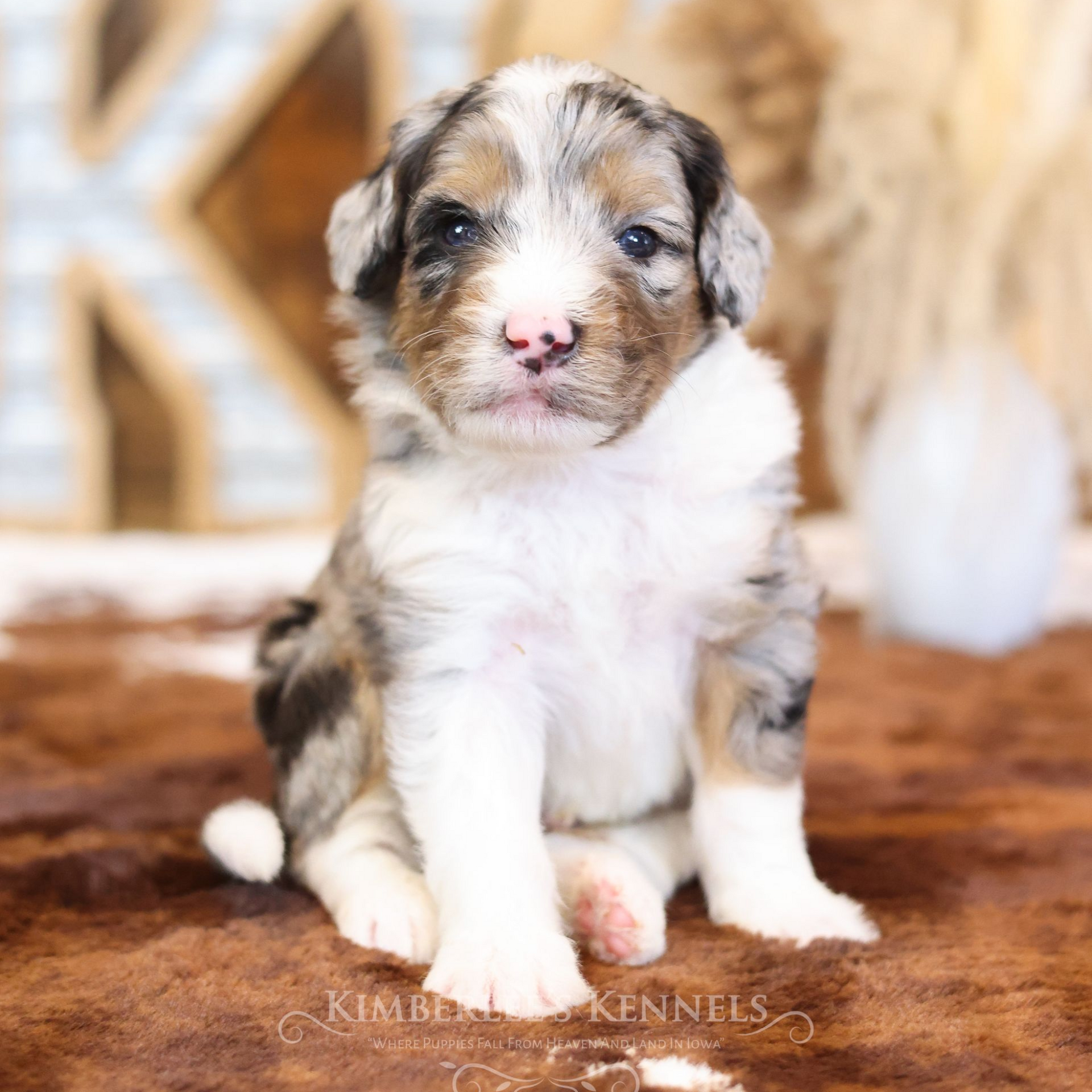three week old merle aussie mountain doodle puppy with rustic background