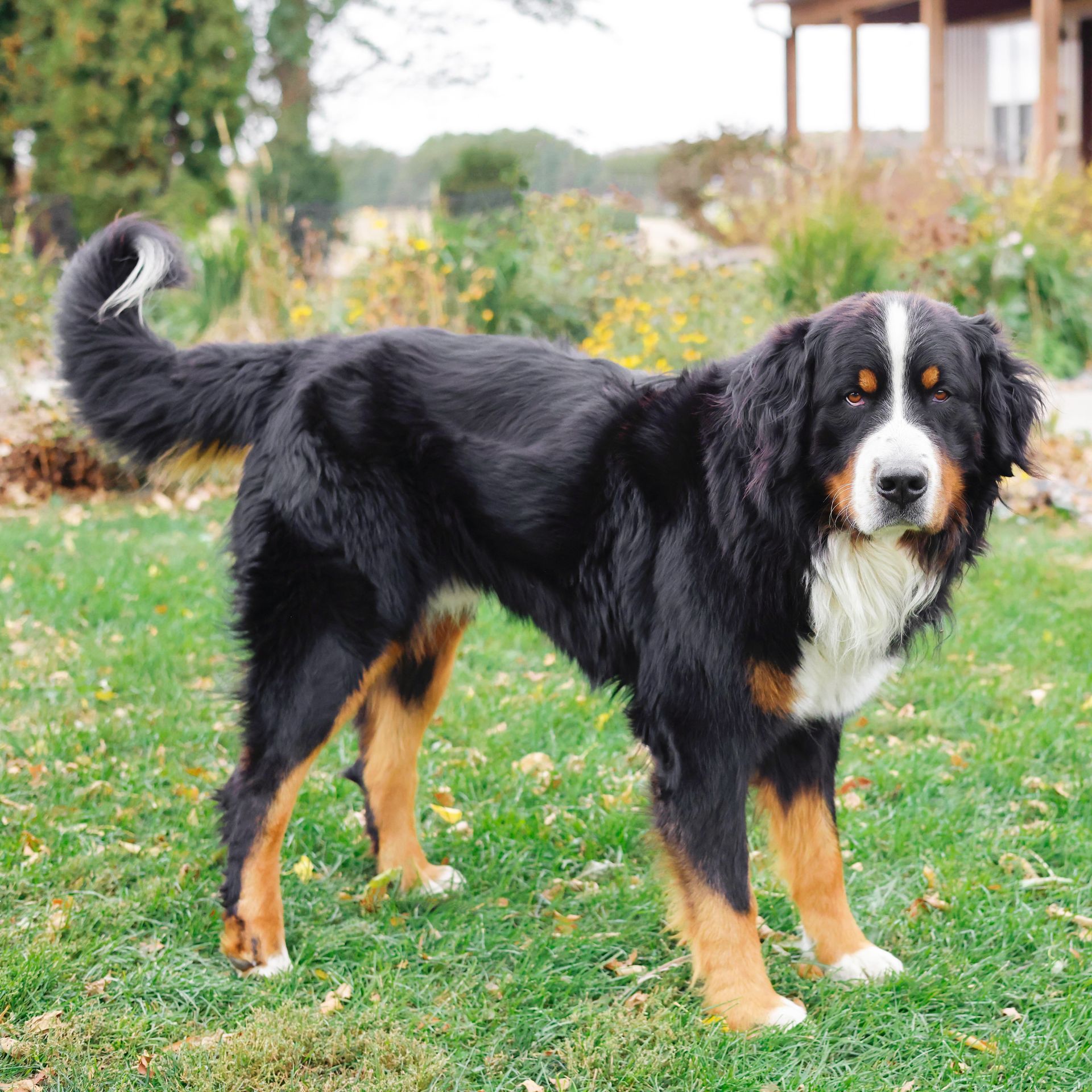 Bernese Mountain Dog Sire with health-tested pedigree